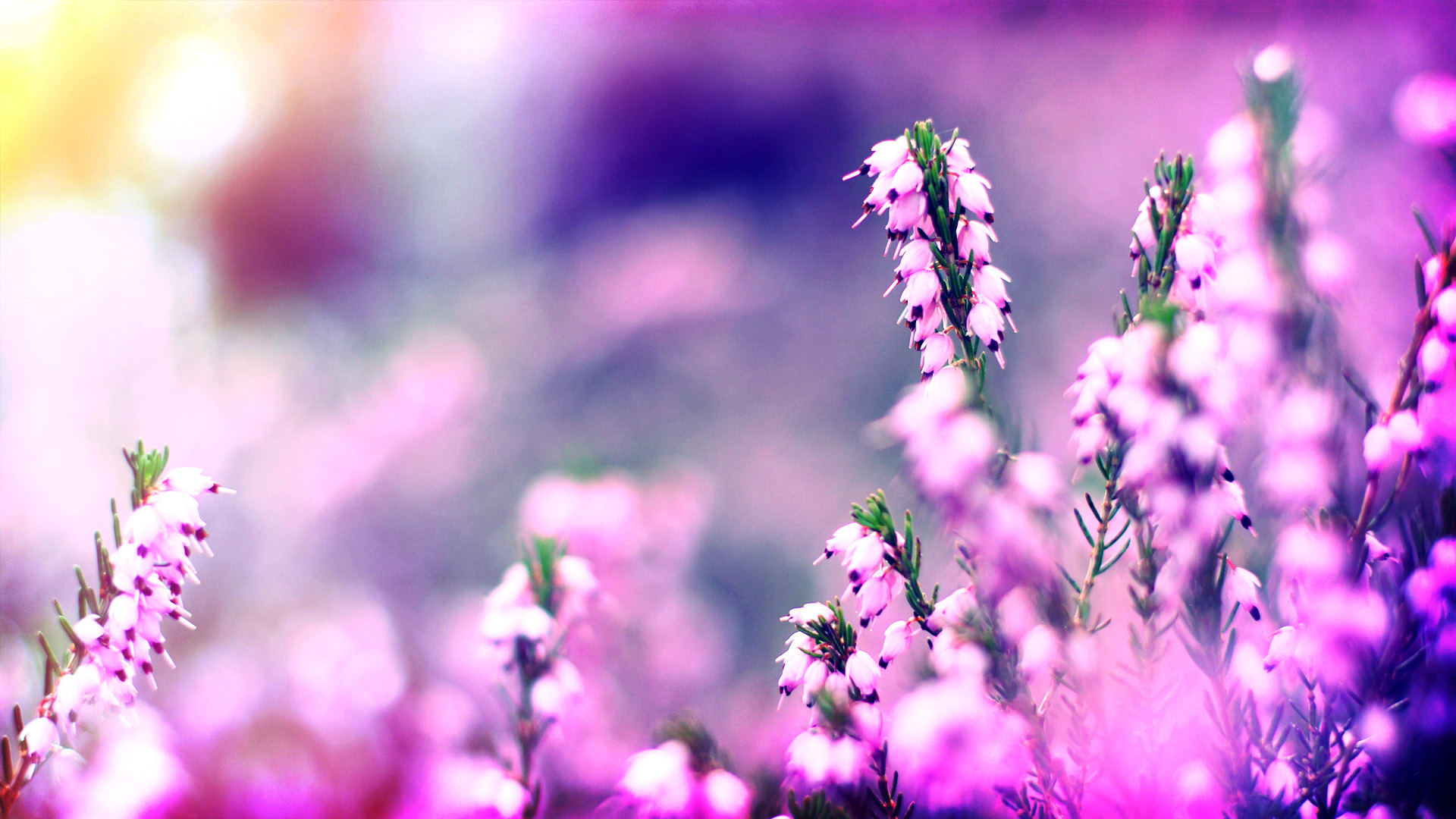 小清新 清新 可爱 宽屏