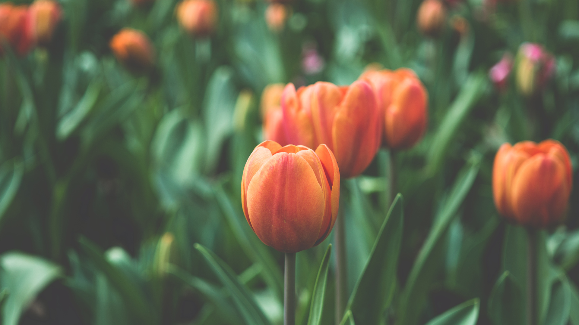 小清新 娇艳欲滴 郁金香