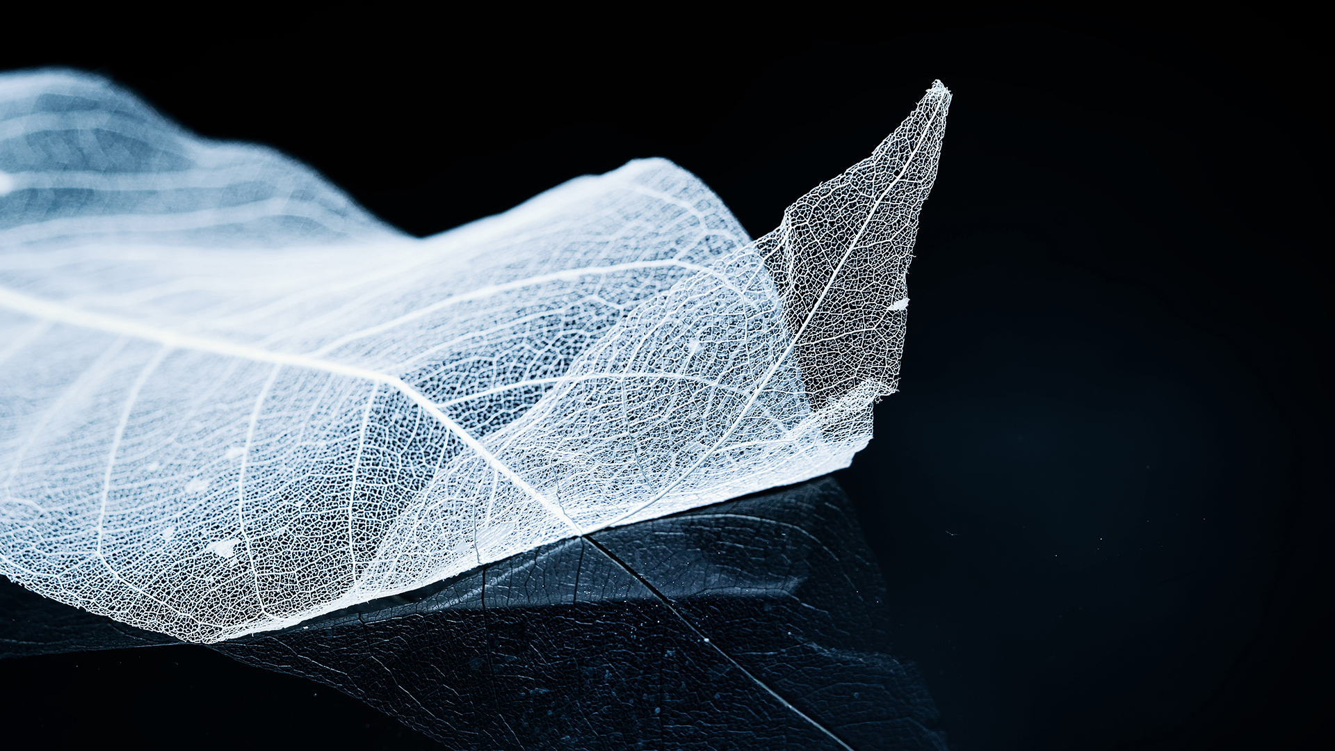 炫酷时尚 创意 树叶