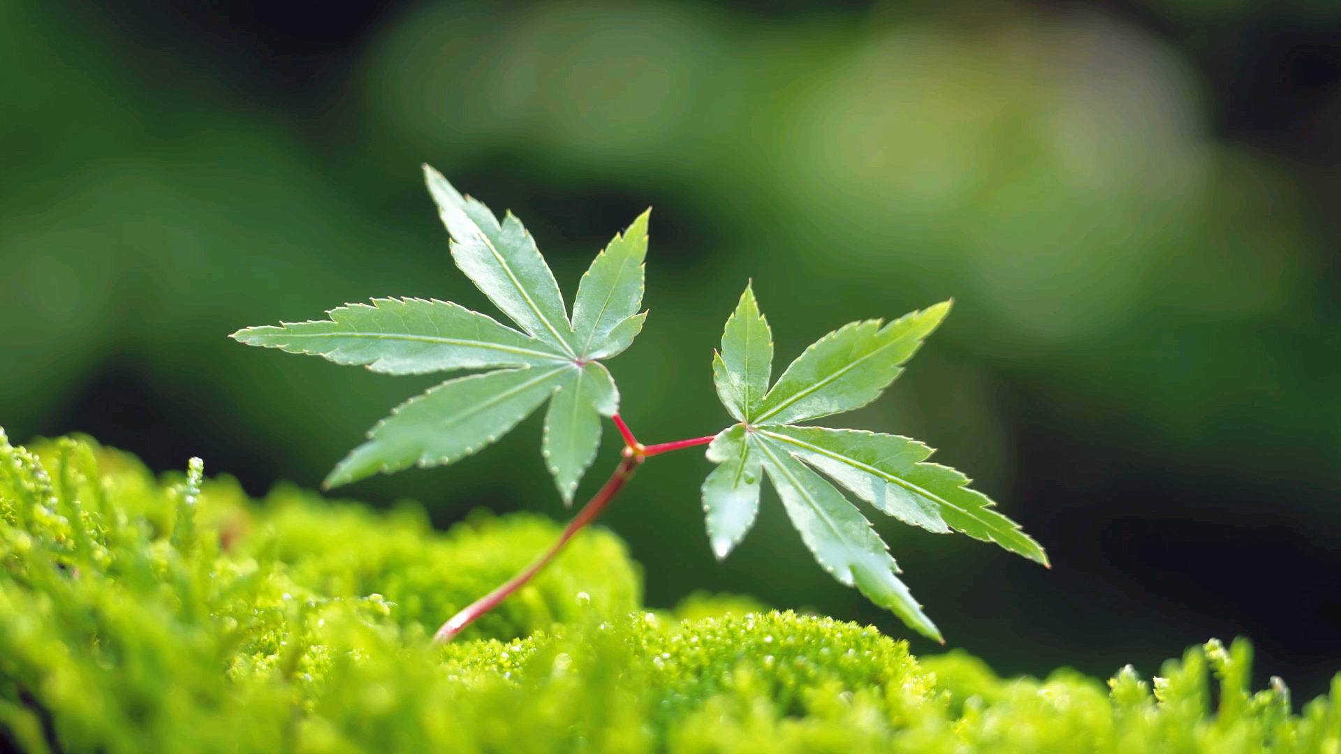 护眼壁纸 绿色 叶子