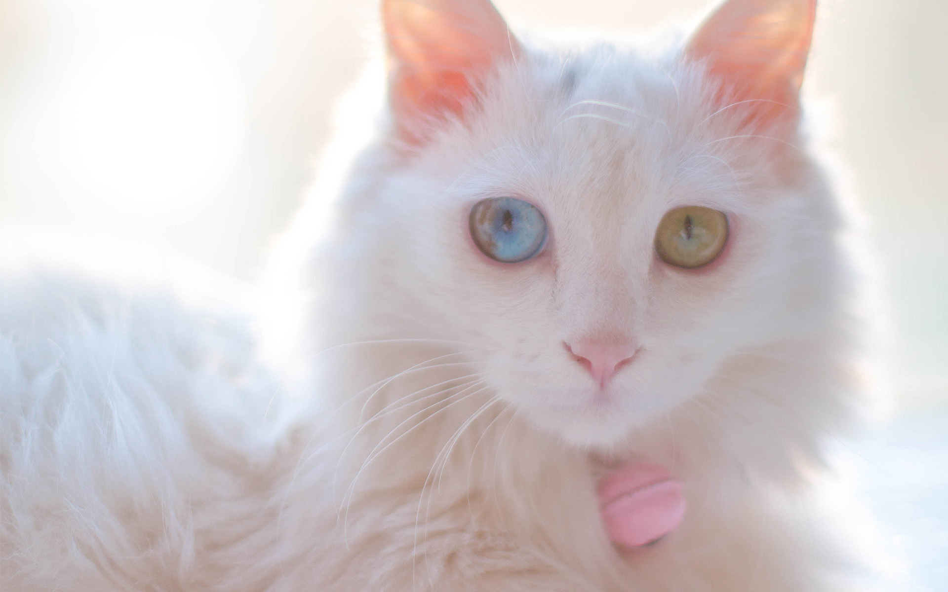 喵星人  可爱白色小奶猫