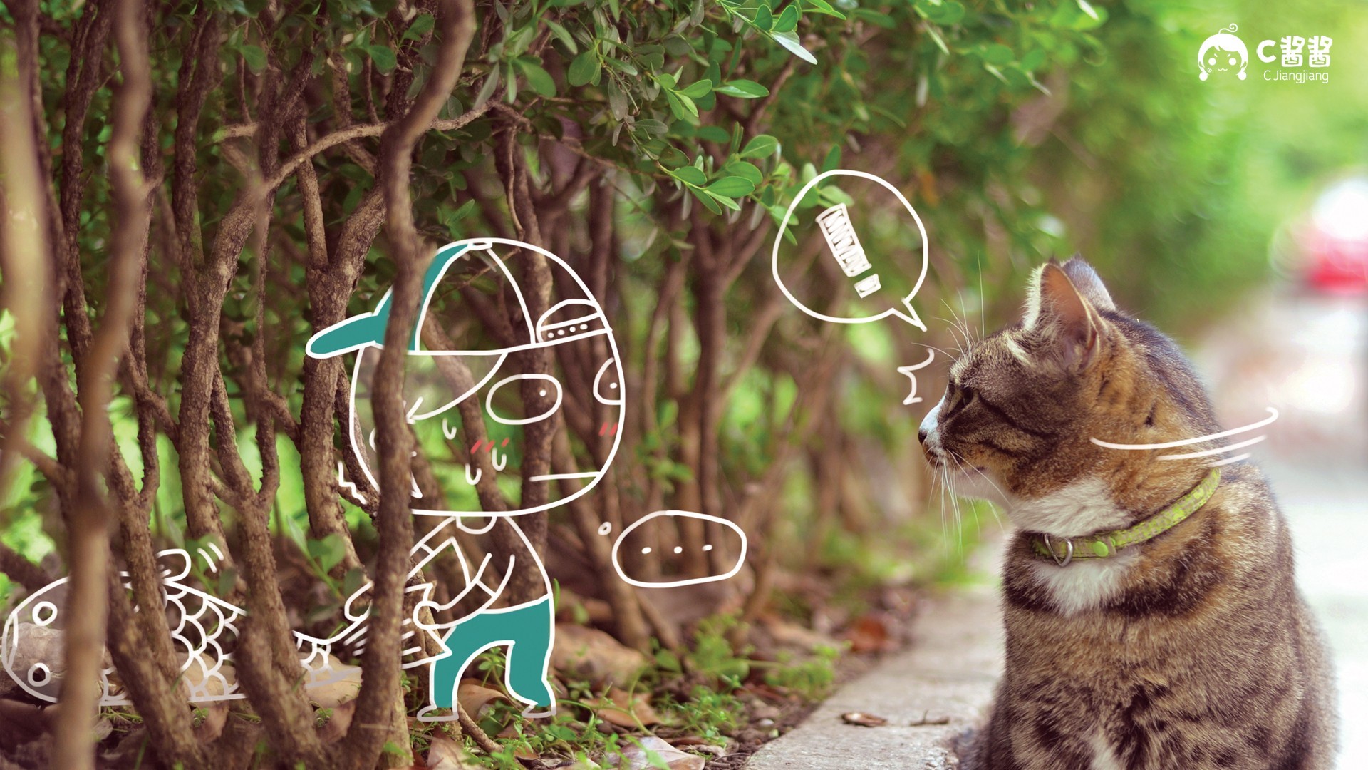 萌宠 动物 喵星人 猫