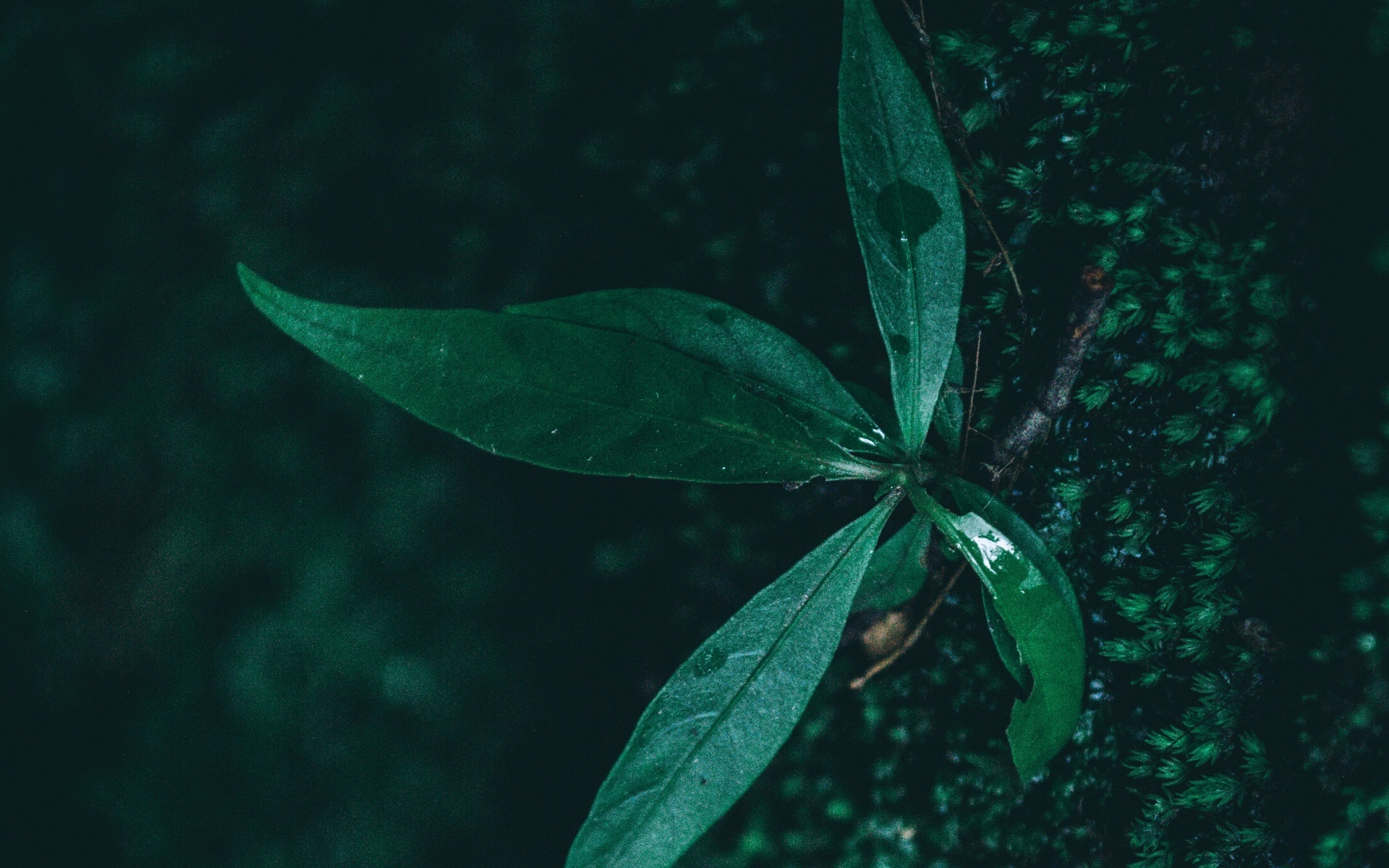 小清新 护眼壁纸 绿叶