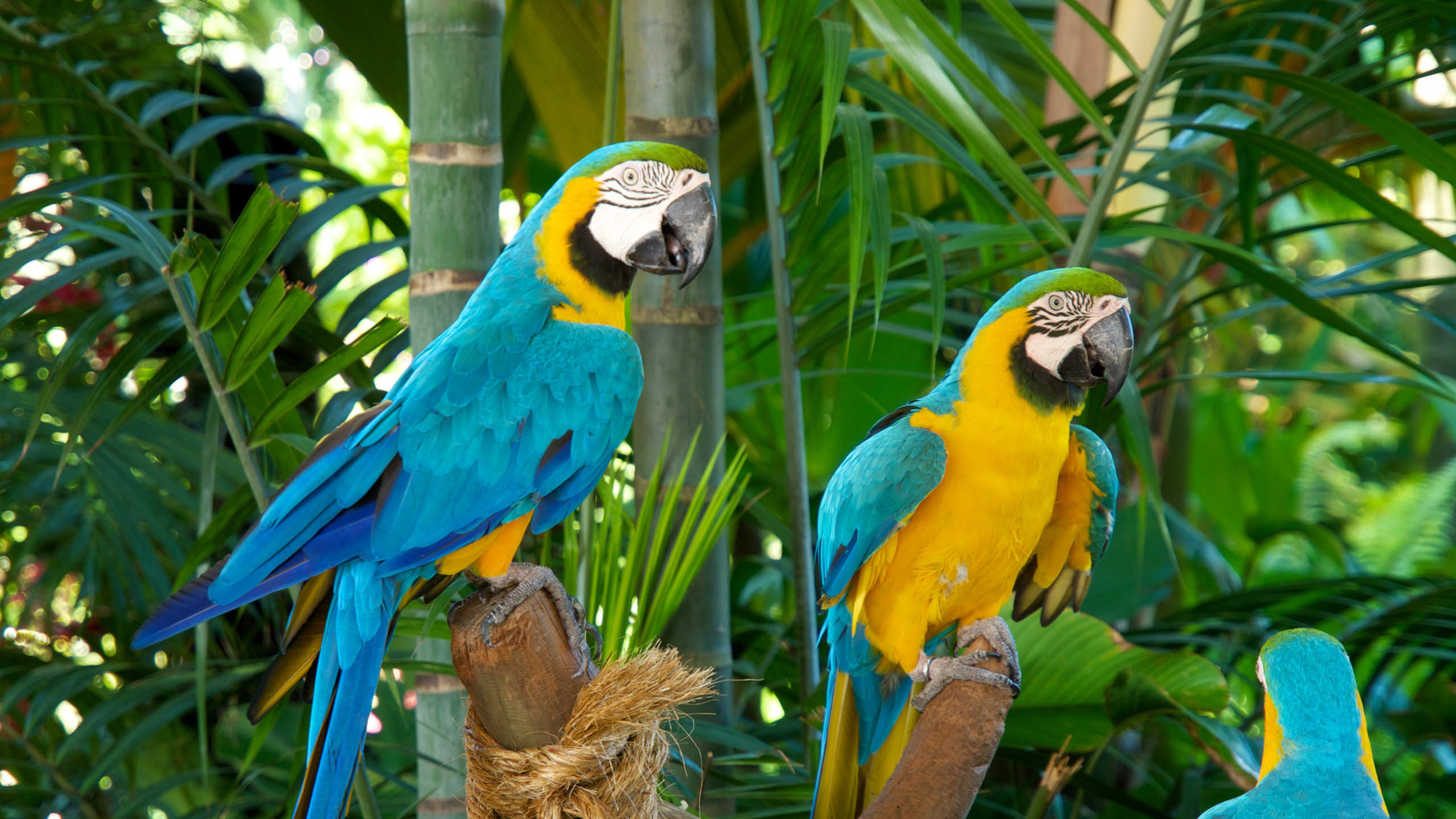 小鸟天地 蓝金刚鹦鹉