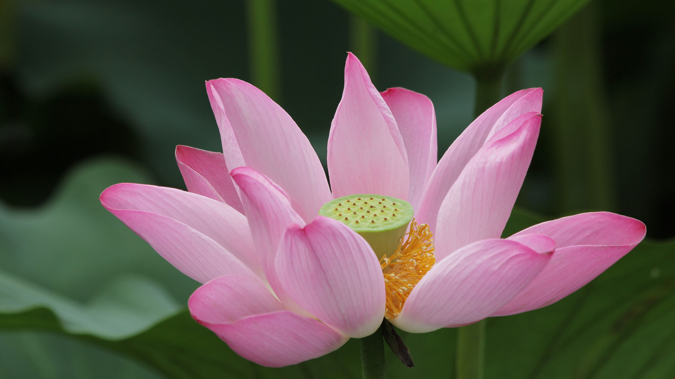 小清新 清新淡雅 荷花