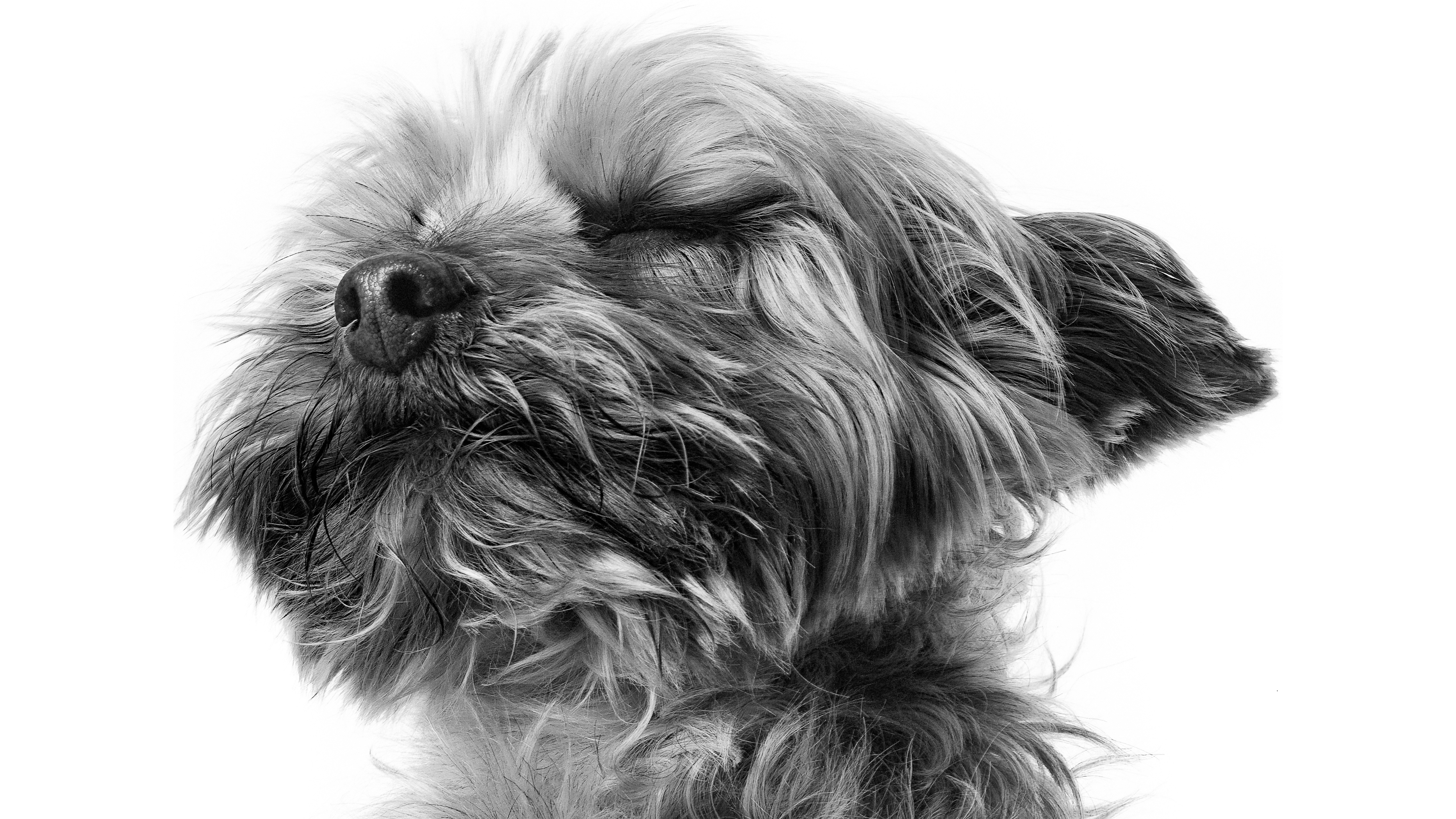 喵星人 狗 可爱 素描 复古