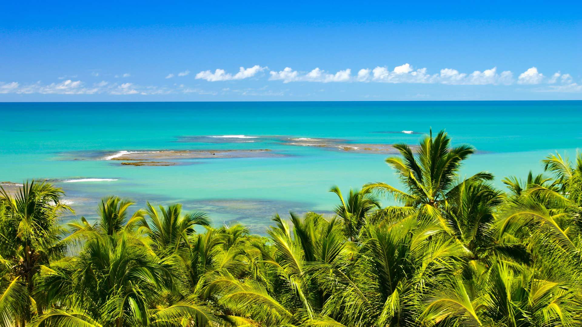 风景 大海 蓝天 白云 植物