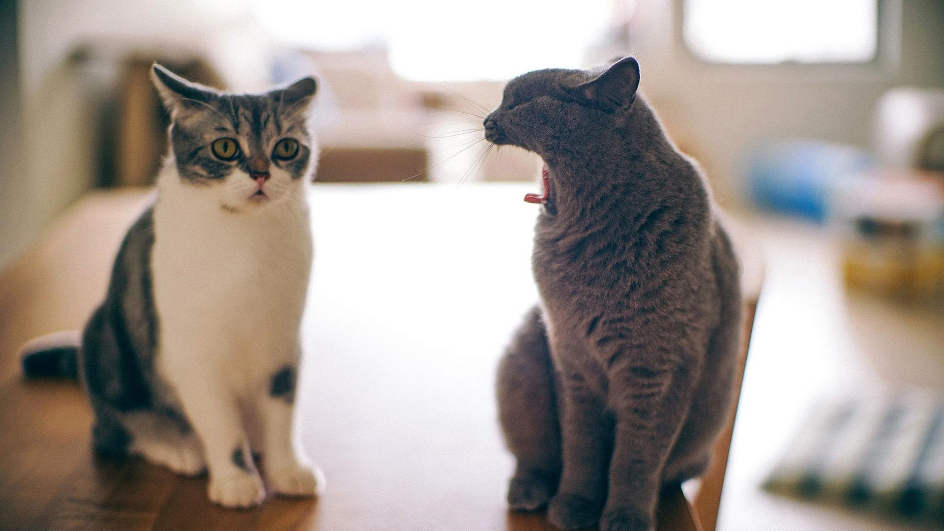 萌宠动物 喵星人