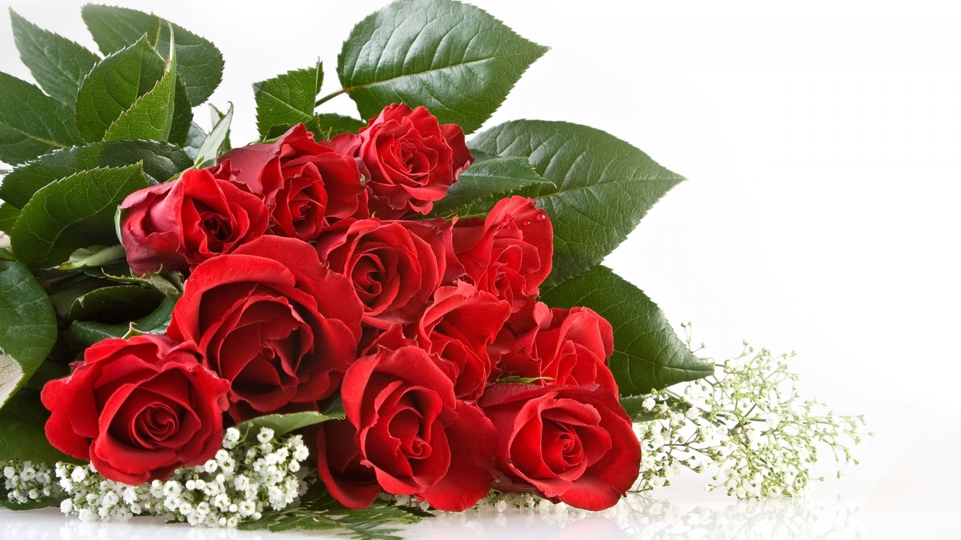 娇艳欲滴 玫瑰花