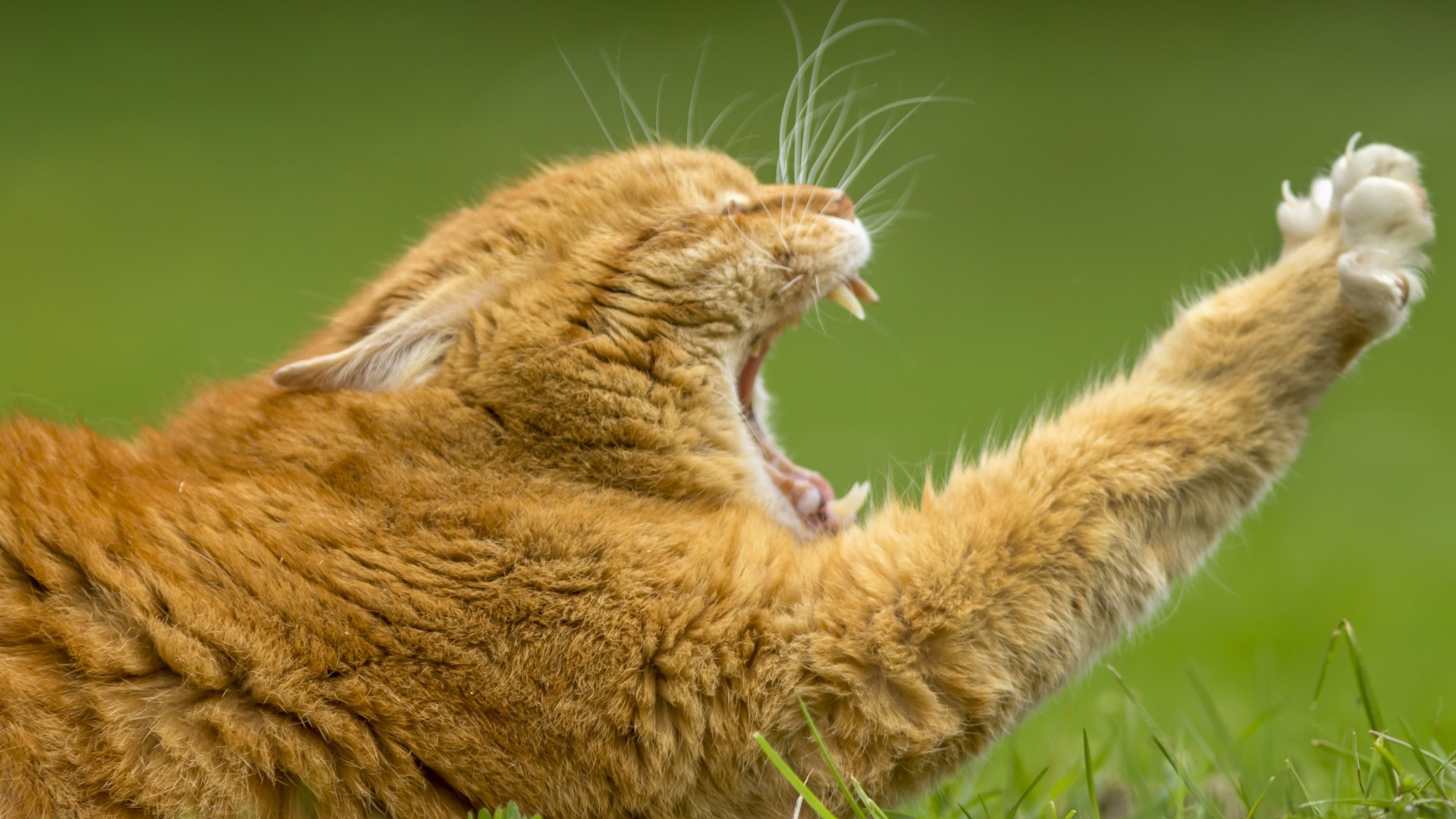 萌宠 动物 喵星人 猫