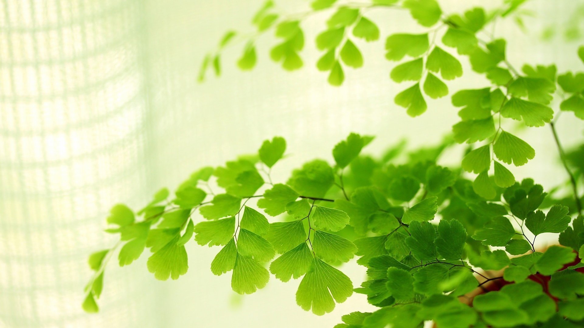 小清新 护眼 绿意