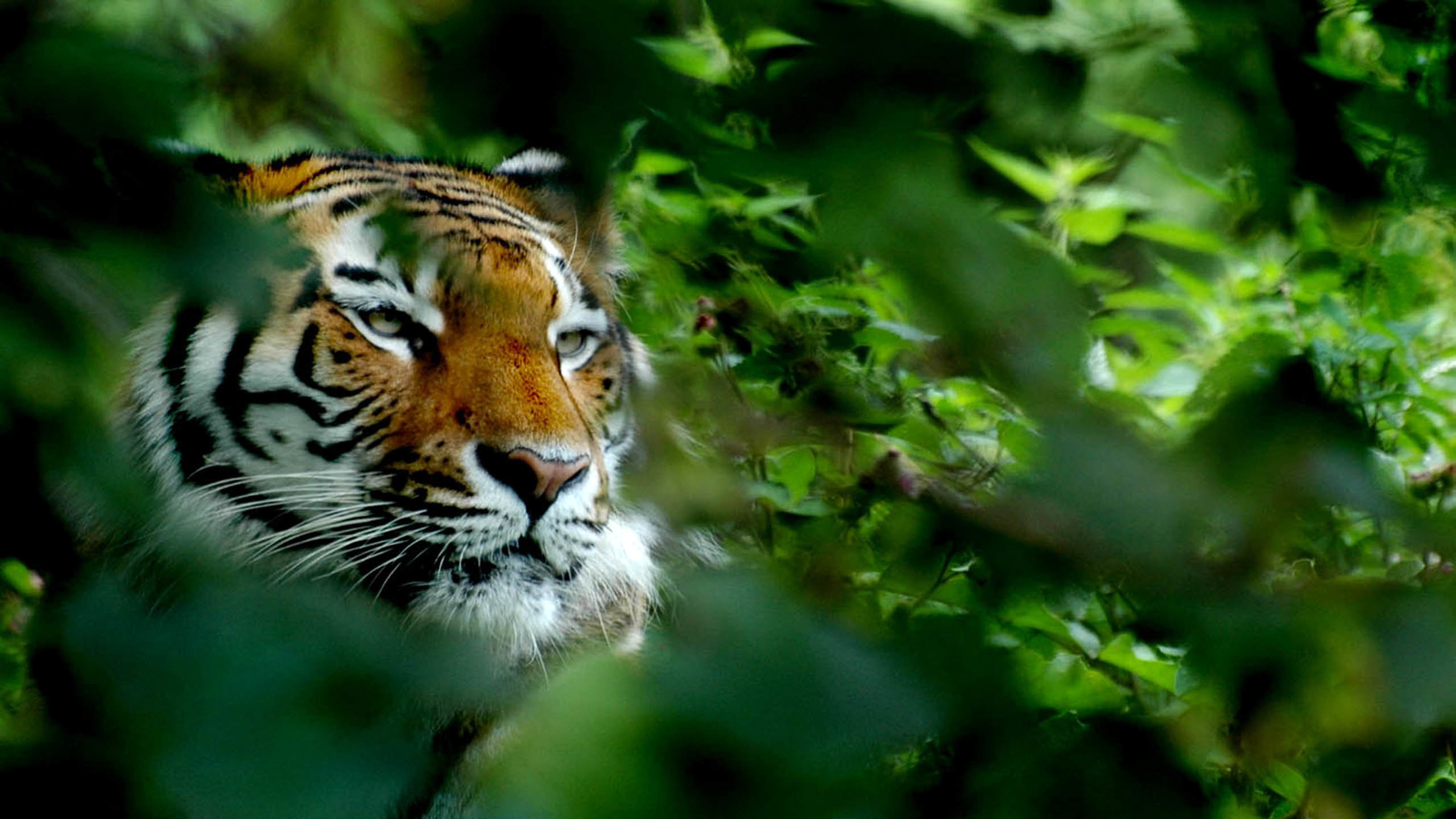 野生动物 老虎 森林之王