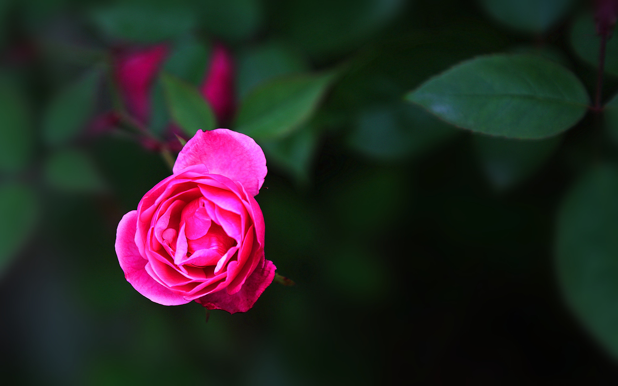 娇艳欲滴 植物 月季 红色