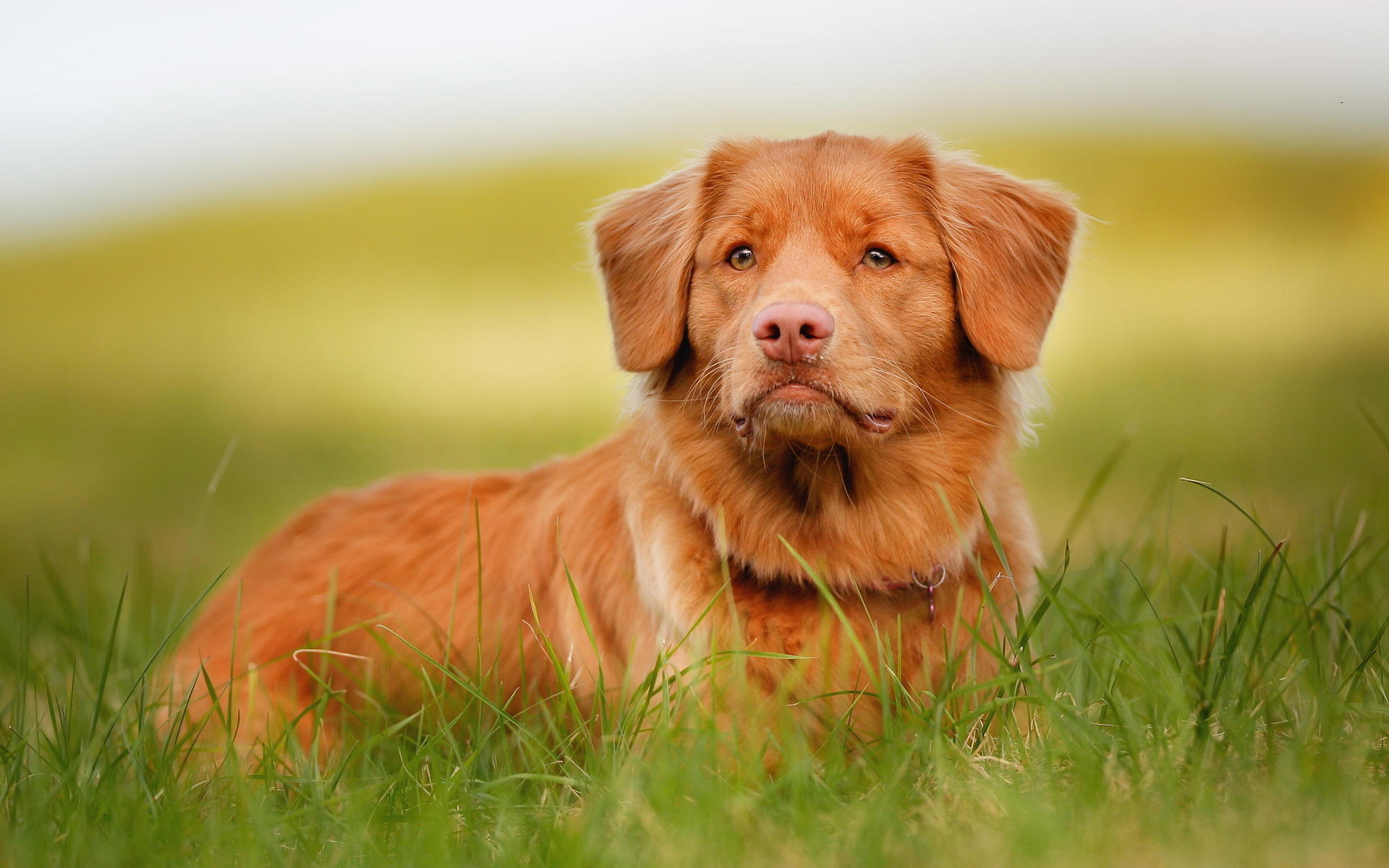 萌宠   汪星人  金毛    呆萌可爱   宽屏