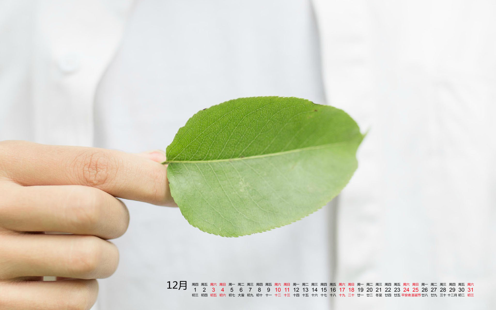 12月 叶子 小清新
