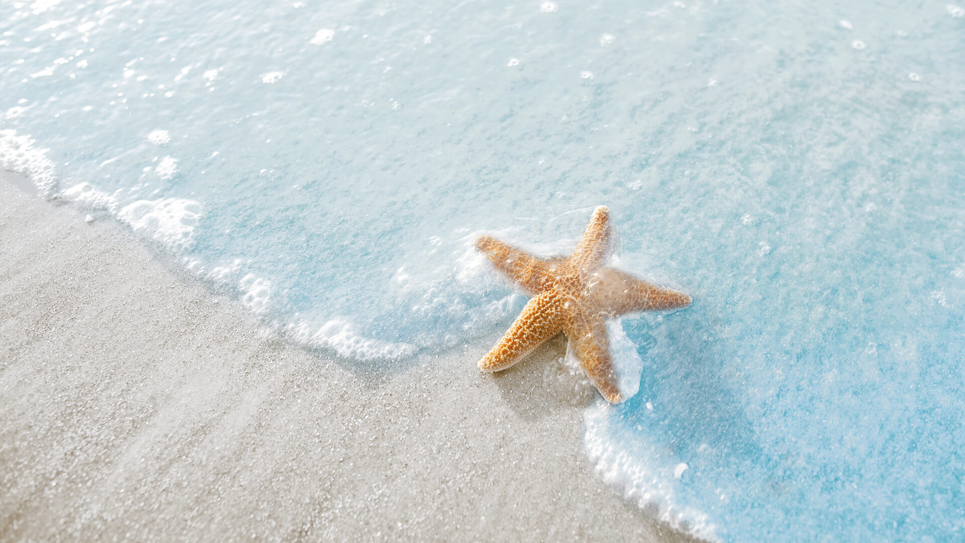 小清新 舒缓压力 海星
