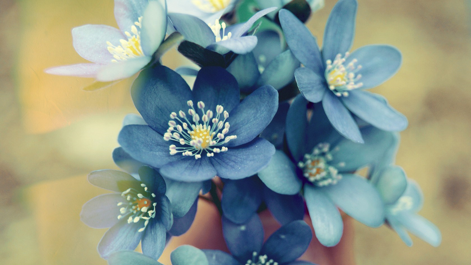 小清新 简单 温馨 可爱