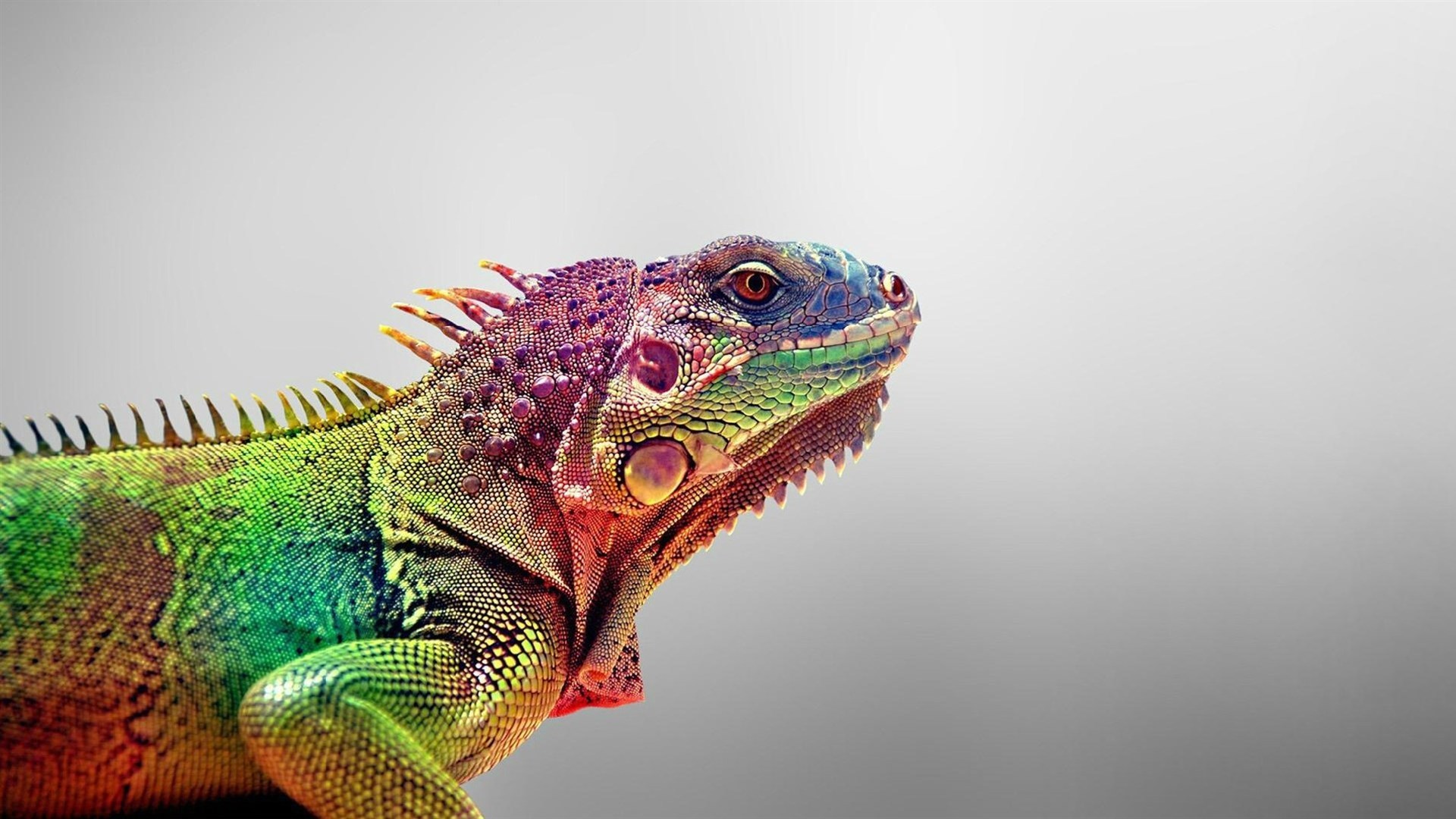 动物 蜥蜴 变色龙