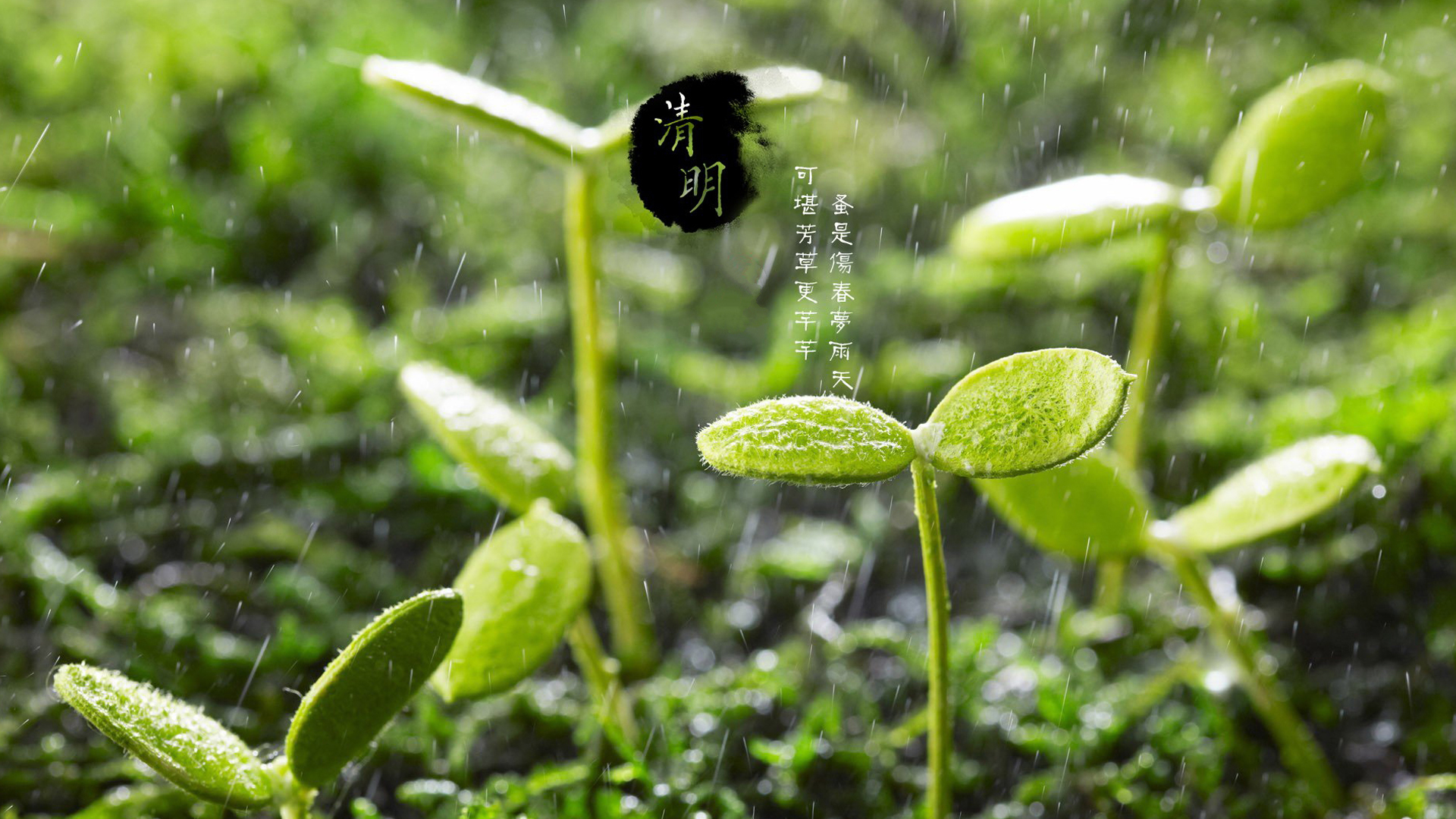 清明节 雨滴 绿芽