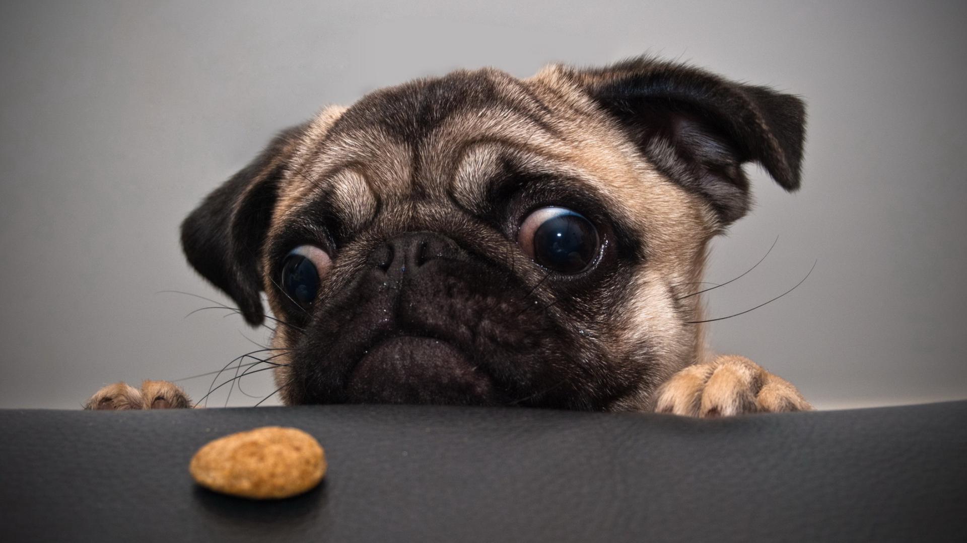 萌宠 汪星人 巴哥犬 狗 卖萌图