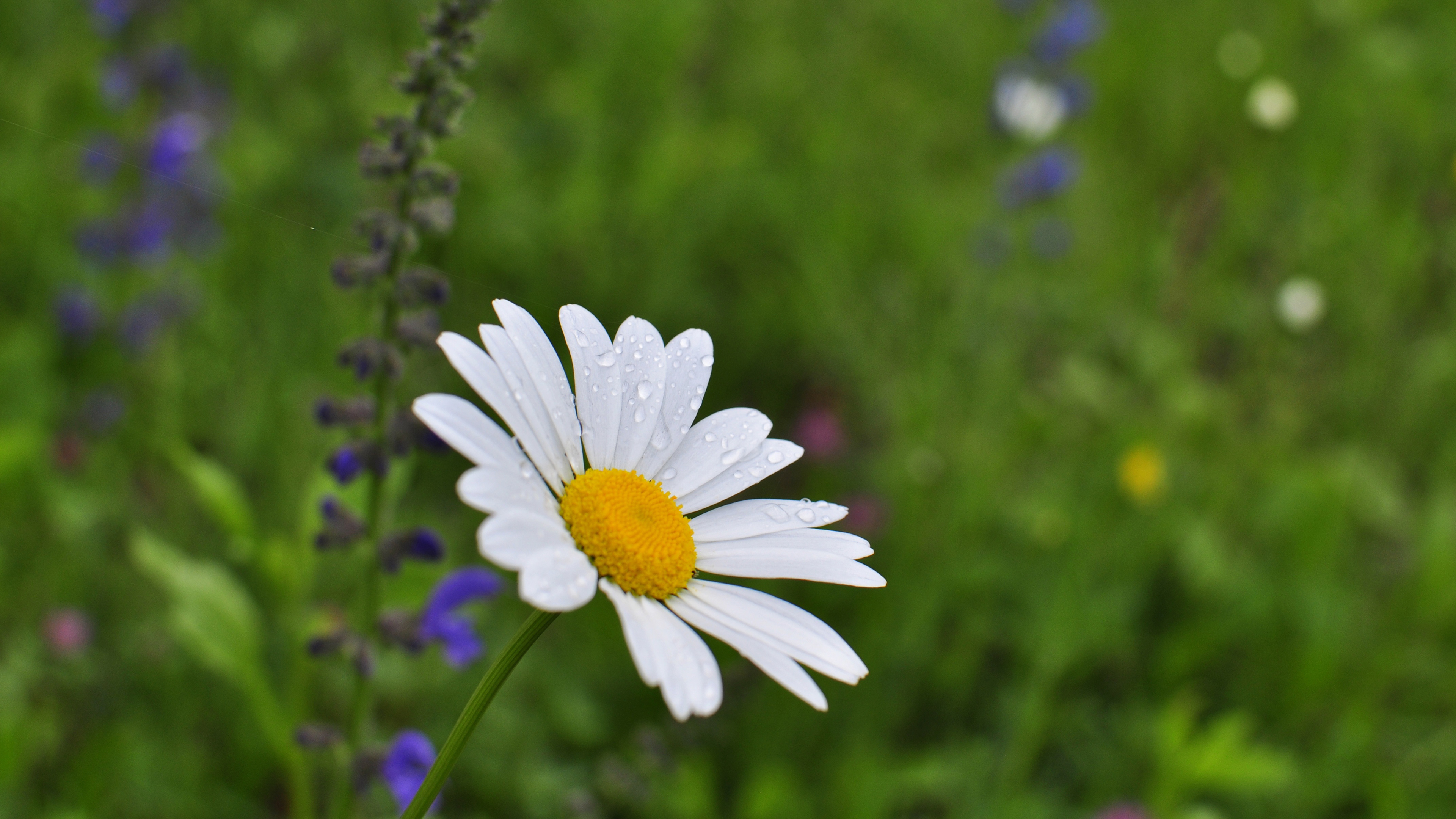 娇艳欲滴 小野菊