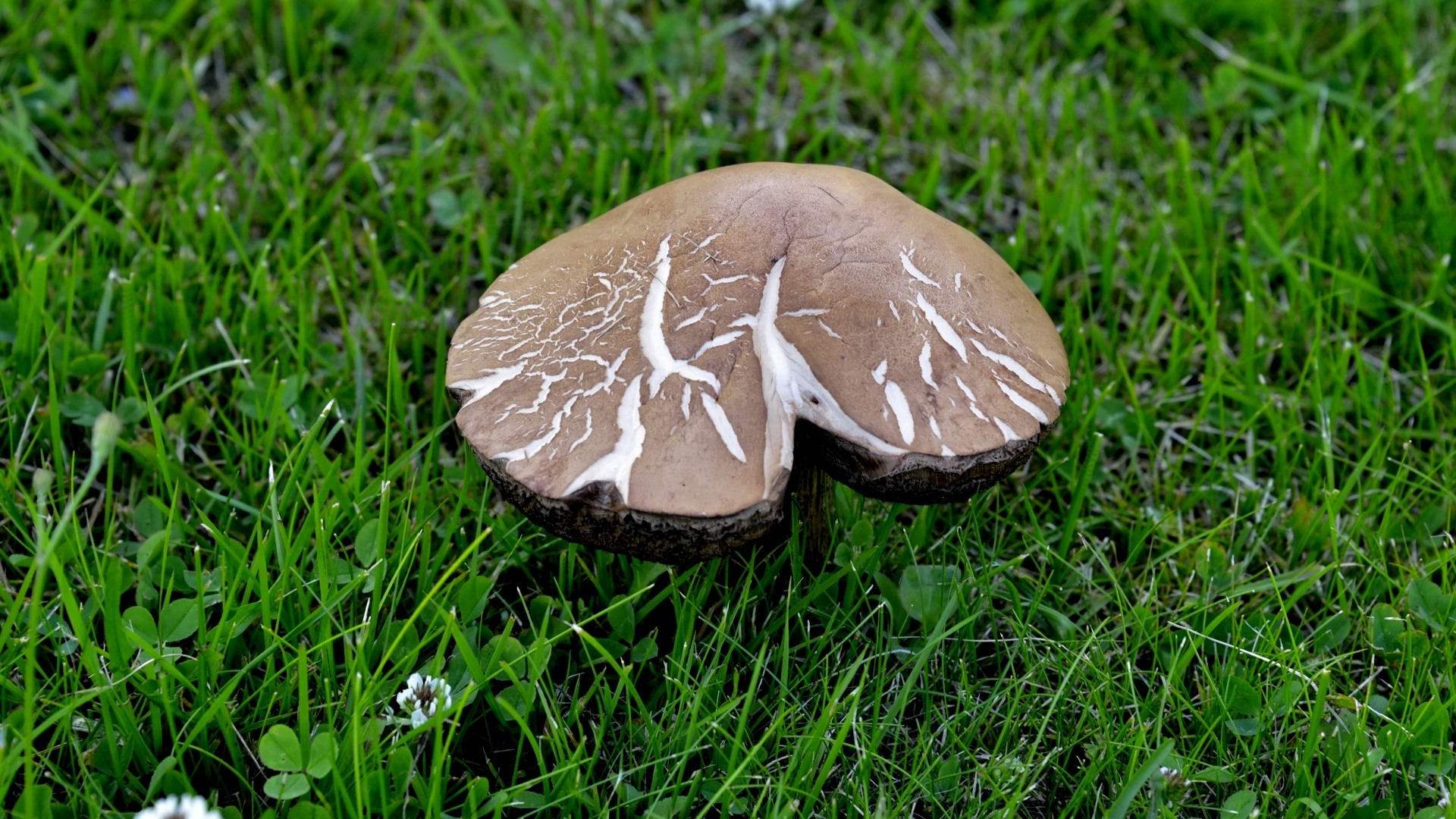 小清新 蘑菇 可爱 宽屏