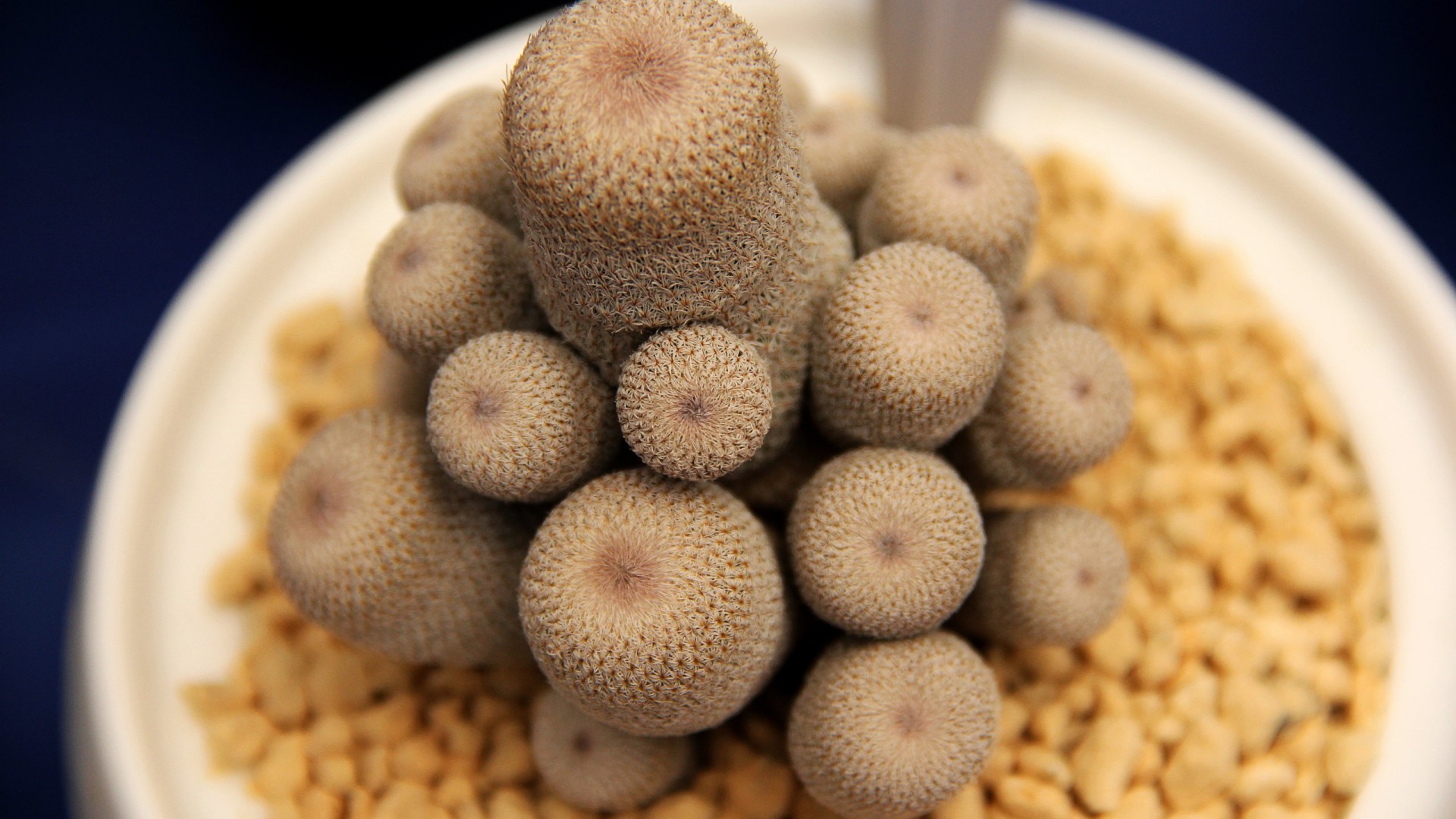 小清新 静物写真 多肉