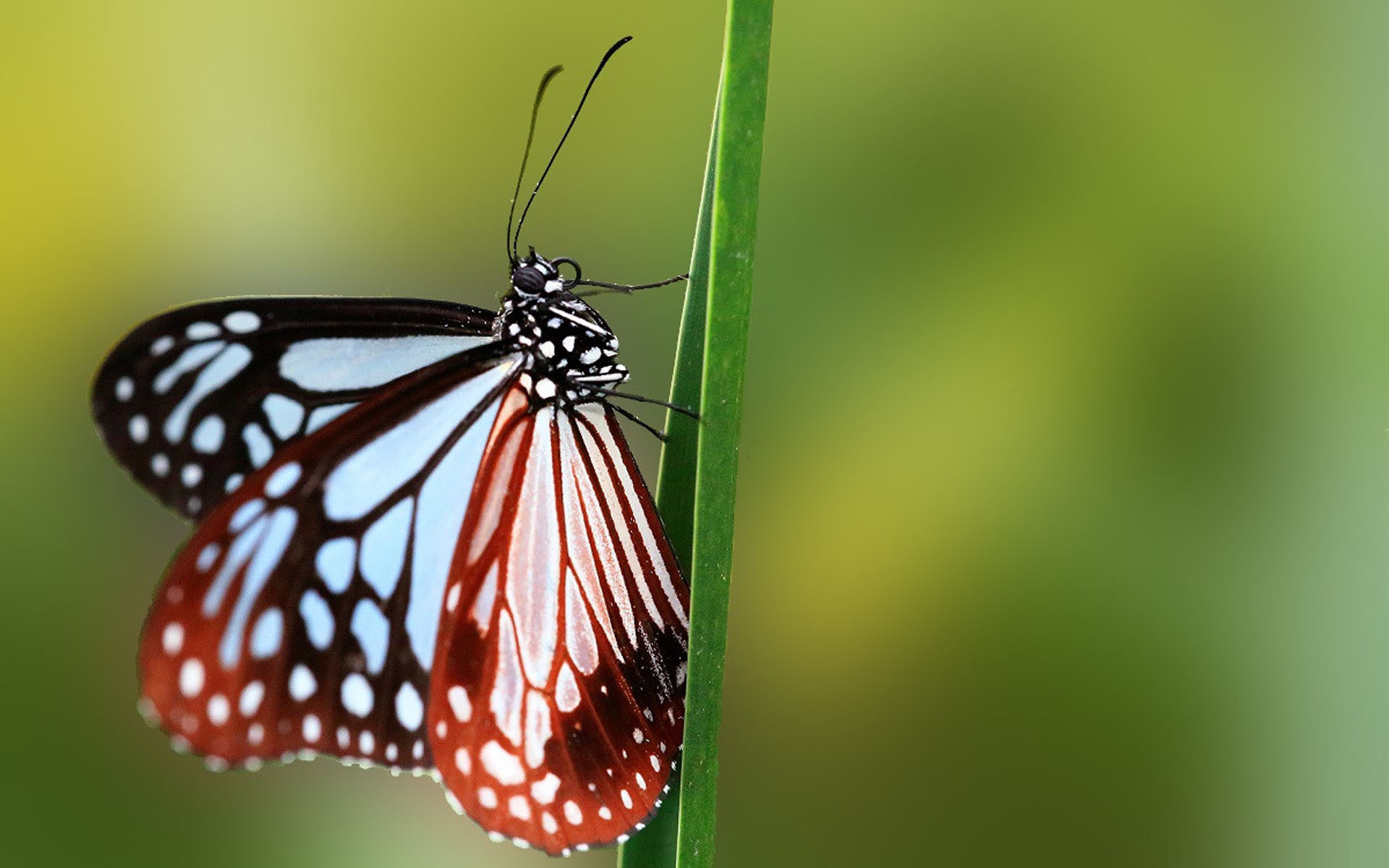 动物 蝴蝶 昆虫