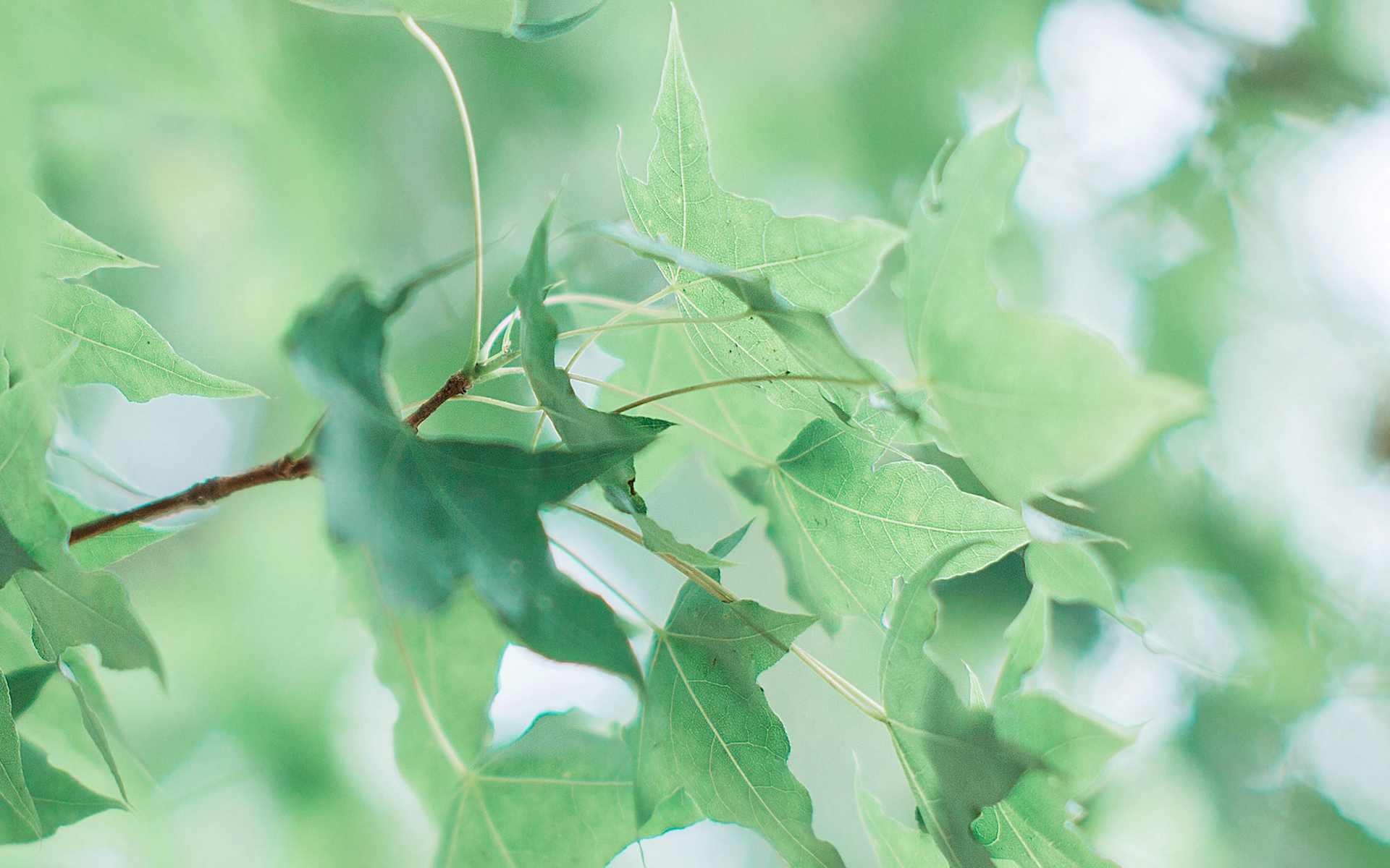 护眼壁纸  植物  绿色树叶