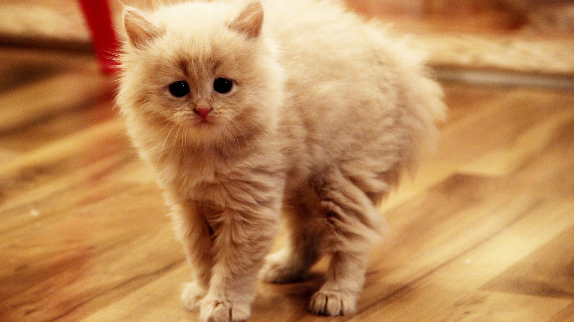 萌宠 猫咪 喵星人 可爱