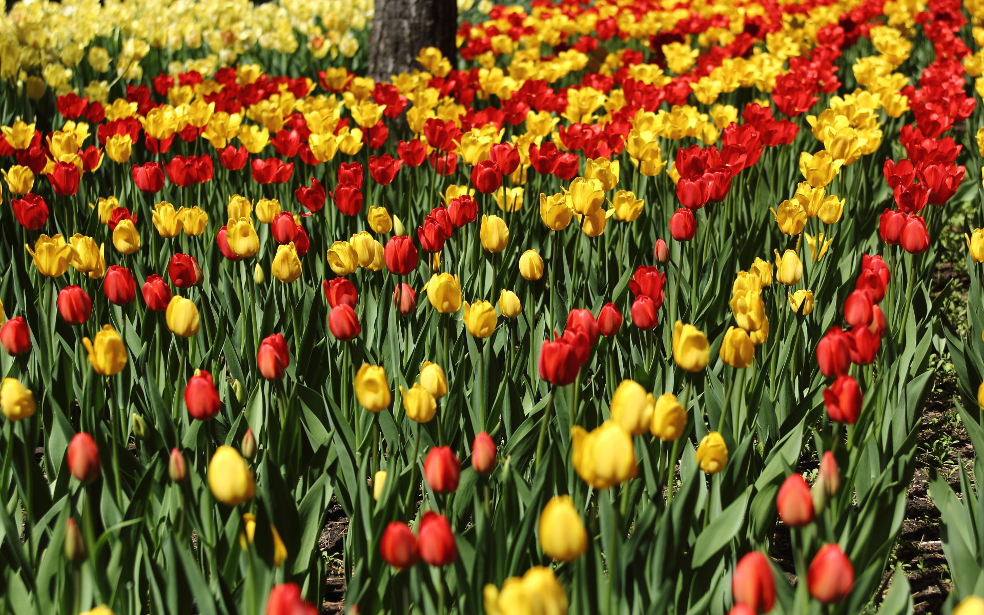 娇艳欲滴 郁金香