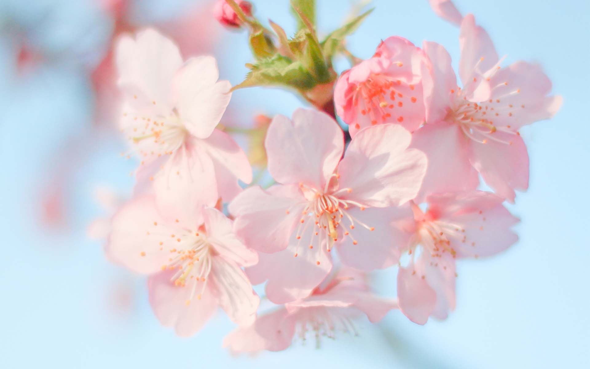 小清新 鸟语花香