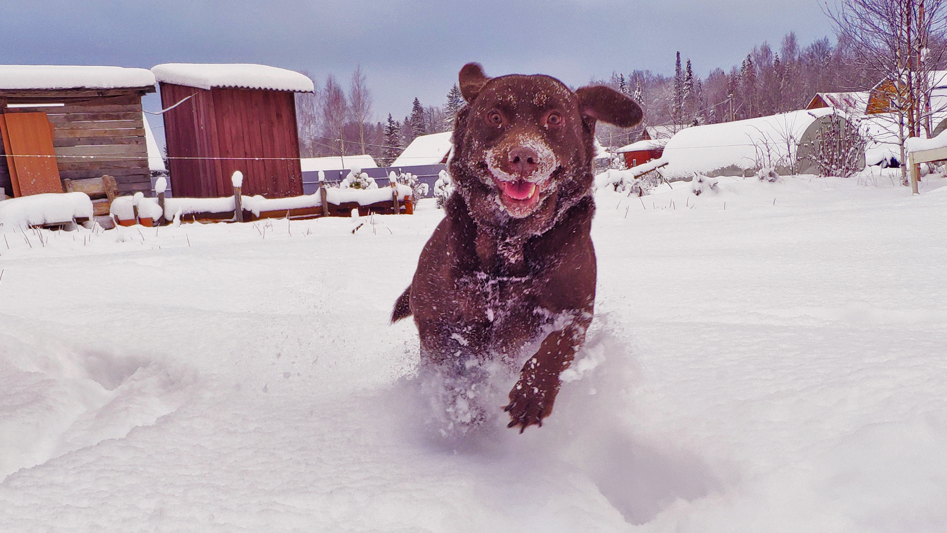 汪星人 雪地 奔跑 开心狗