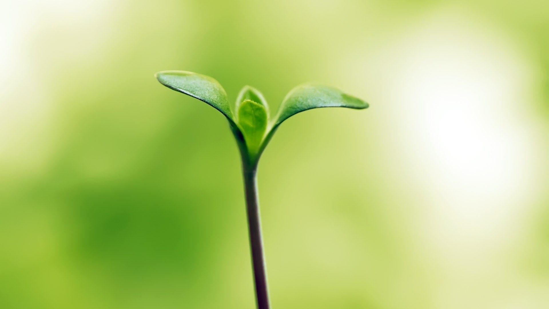 小清新 清新 护眼 解压