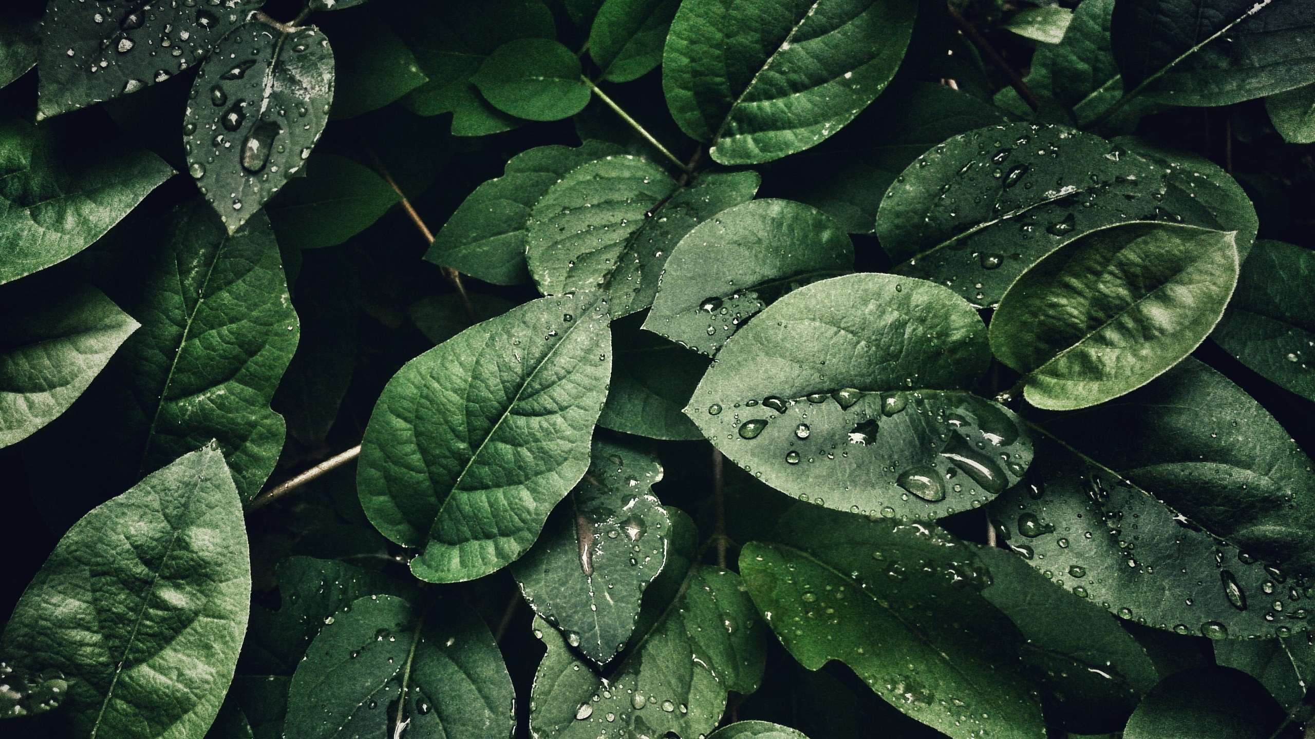 护眼壁纸 绿叶 树叶