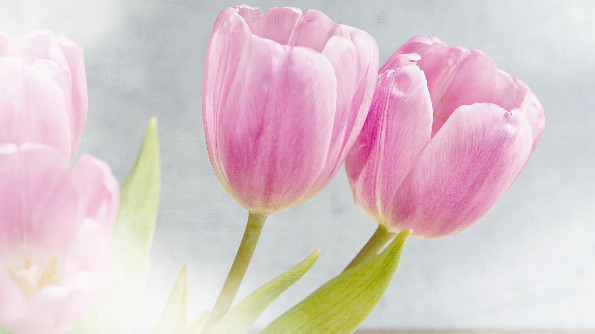 小清新 花朵 花卉 鸟语花香 粉色郁金香