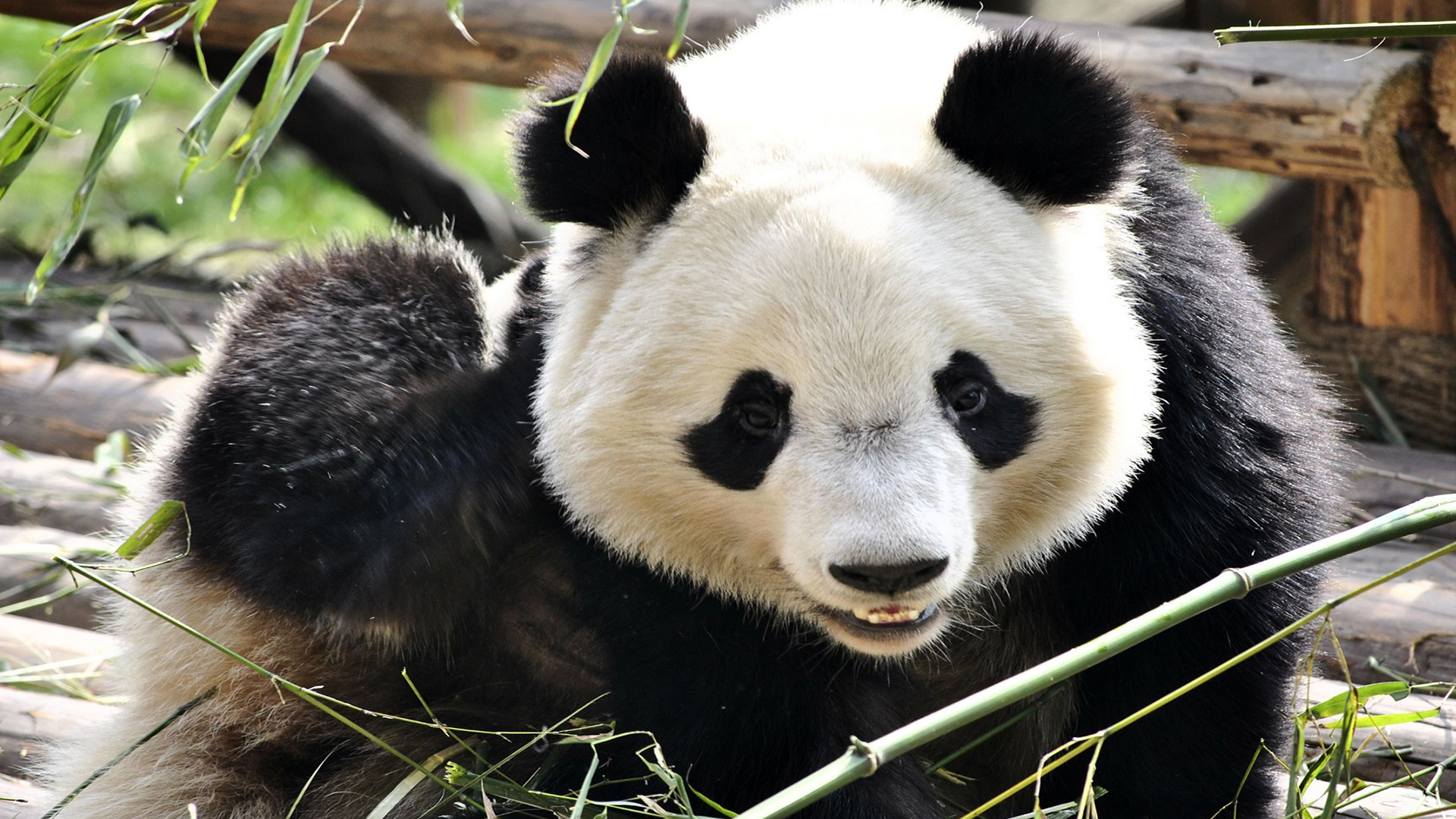 萌宠 野生动物 大熊猫 国宝