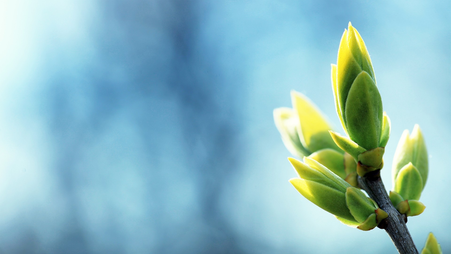 小清新 护眼壁纸 绿色