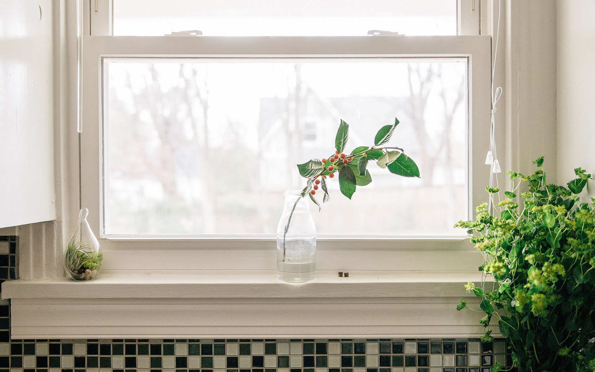 小清晰  家居 植物 绿色