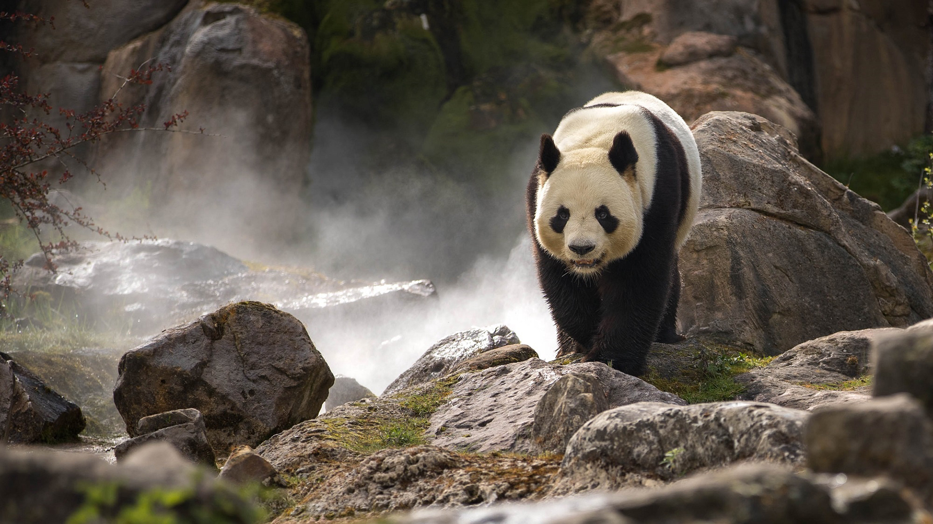 动物 野生动物 大熊猫