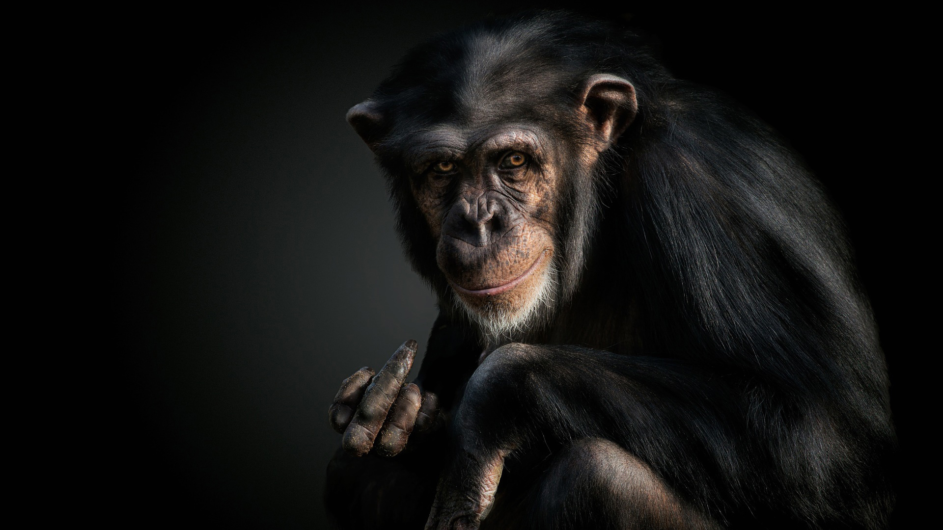 古灵精怪 猩猩 黑猩猩