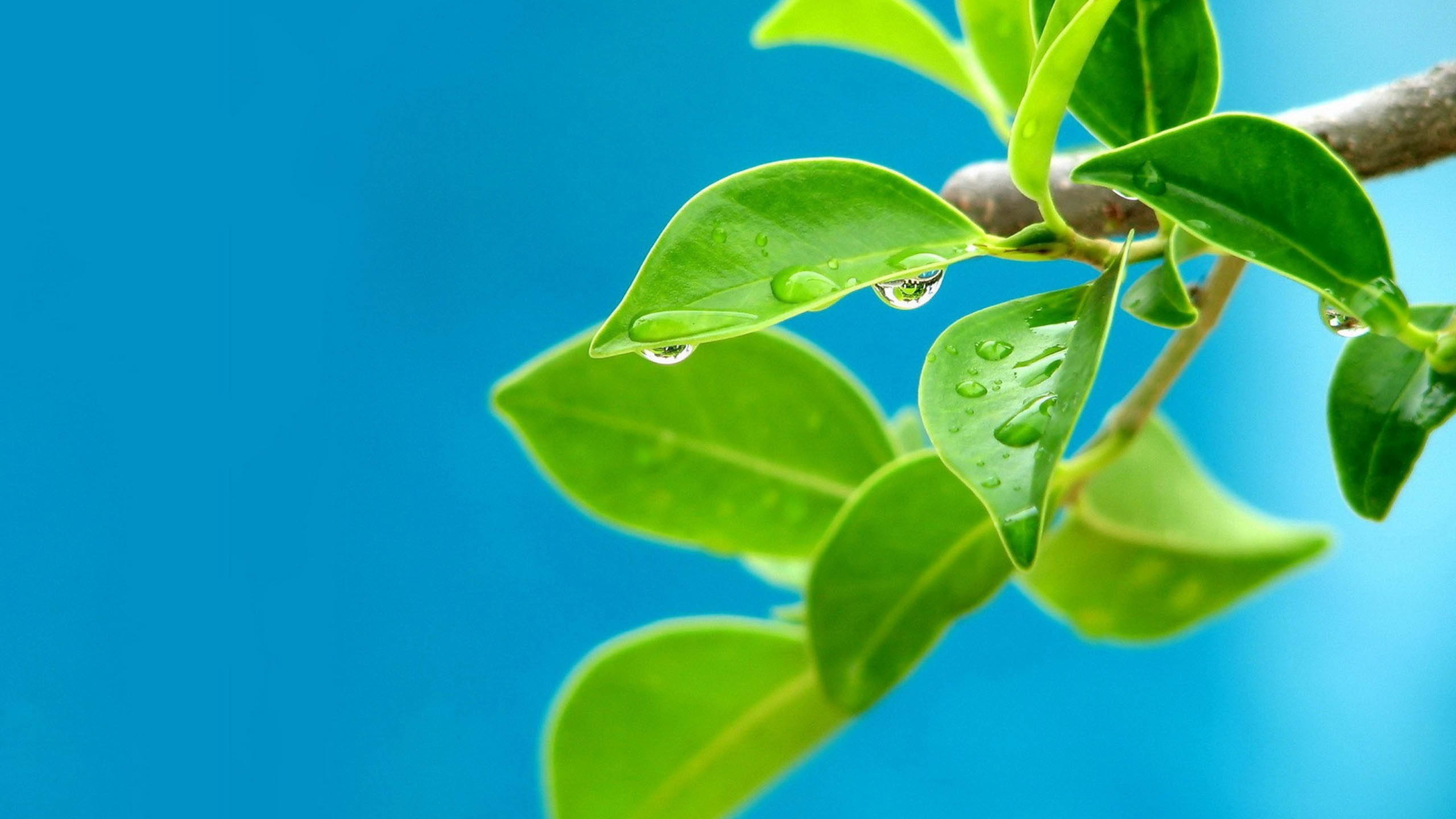 绿色树叶上的露珠 护眼壁纸