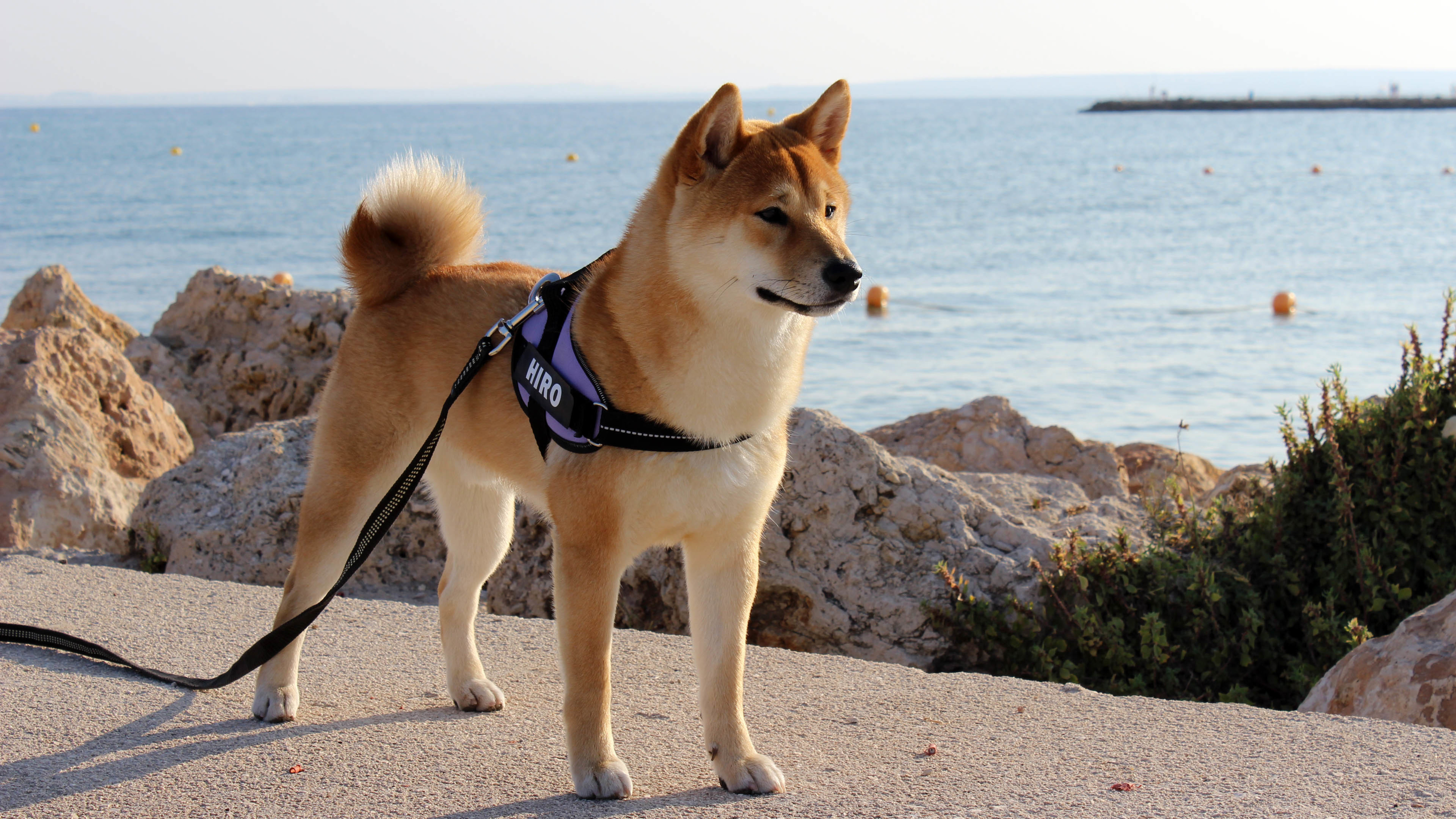 汪星人 狗 秋田犬