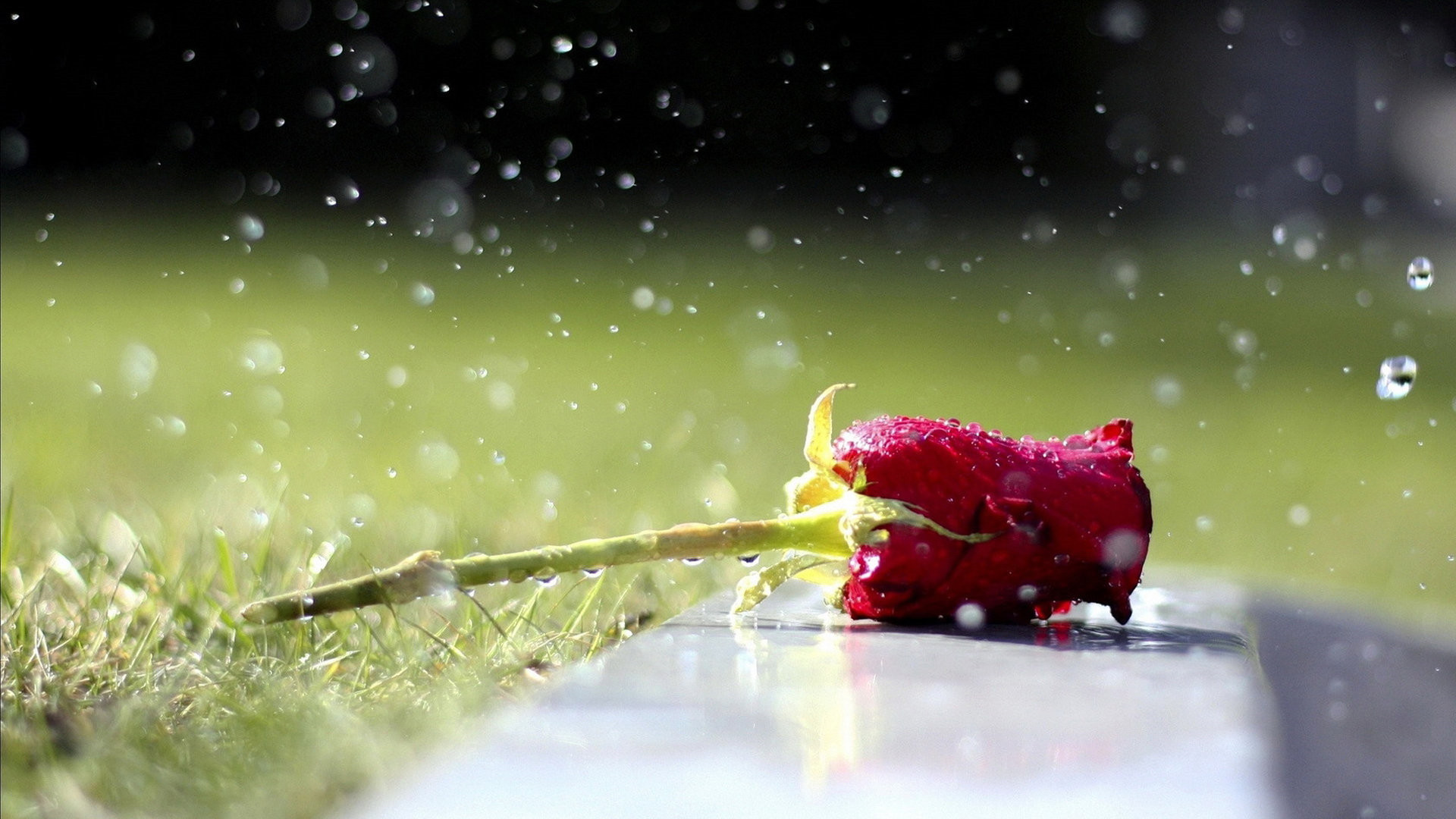 小清新 玫瑰花 娇艳欲滴