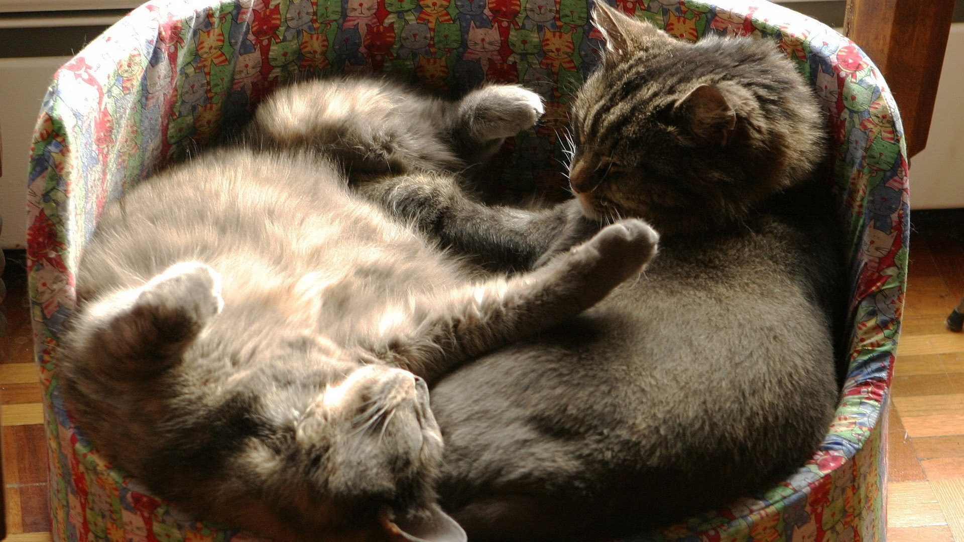 猫星人 猫咪 猫