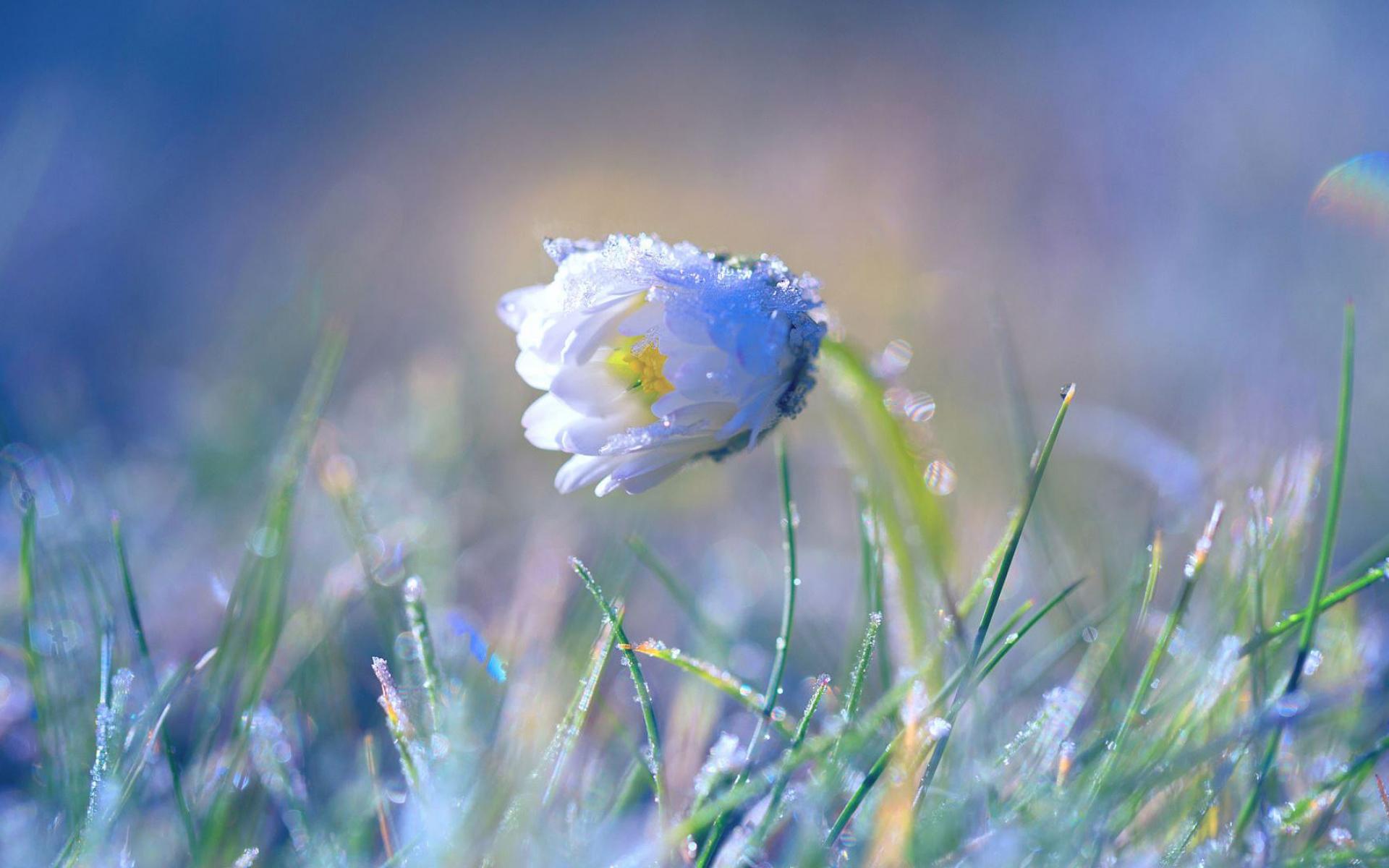 舒缓压力  紫色花卉