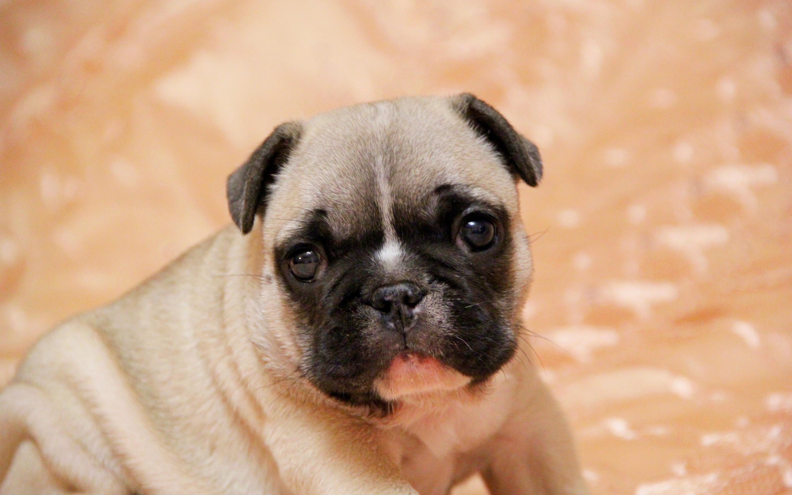 动物 萌宠 狗 小狗