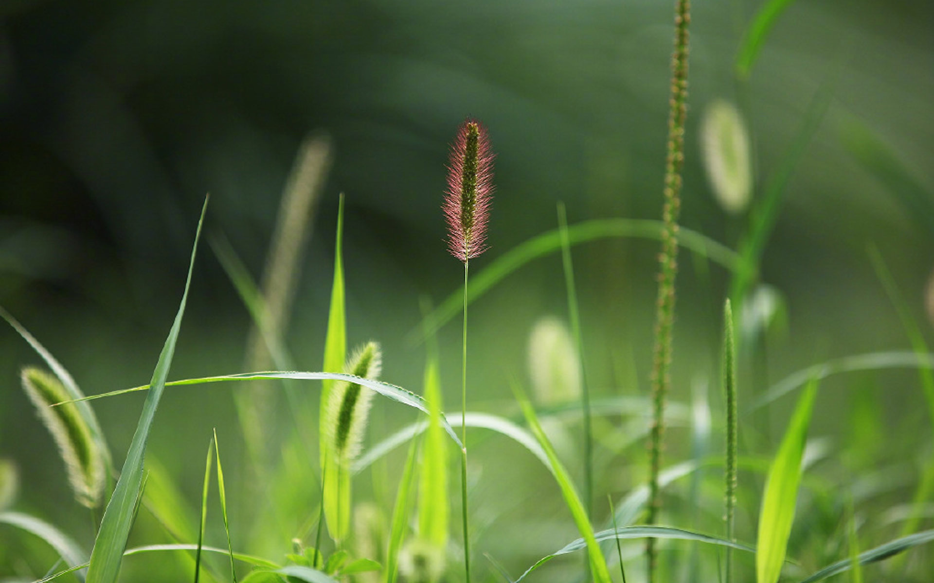 护眼壁纸  绿色    护眼  高清   植物 狗尾巴草