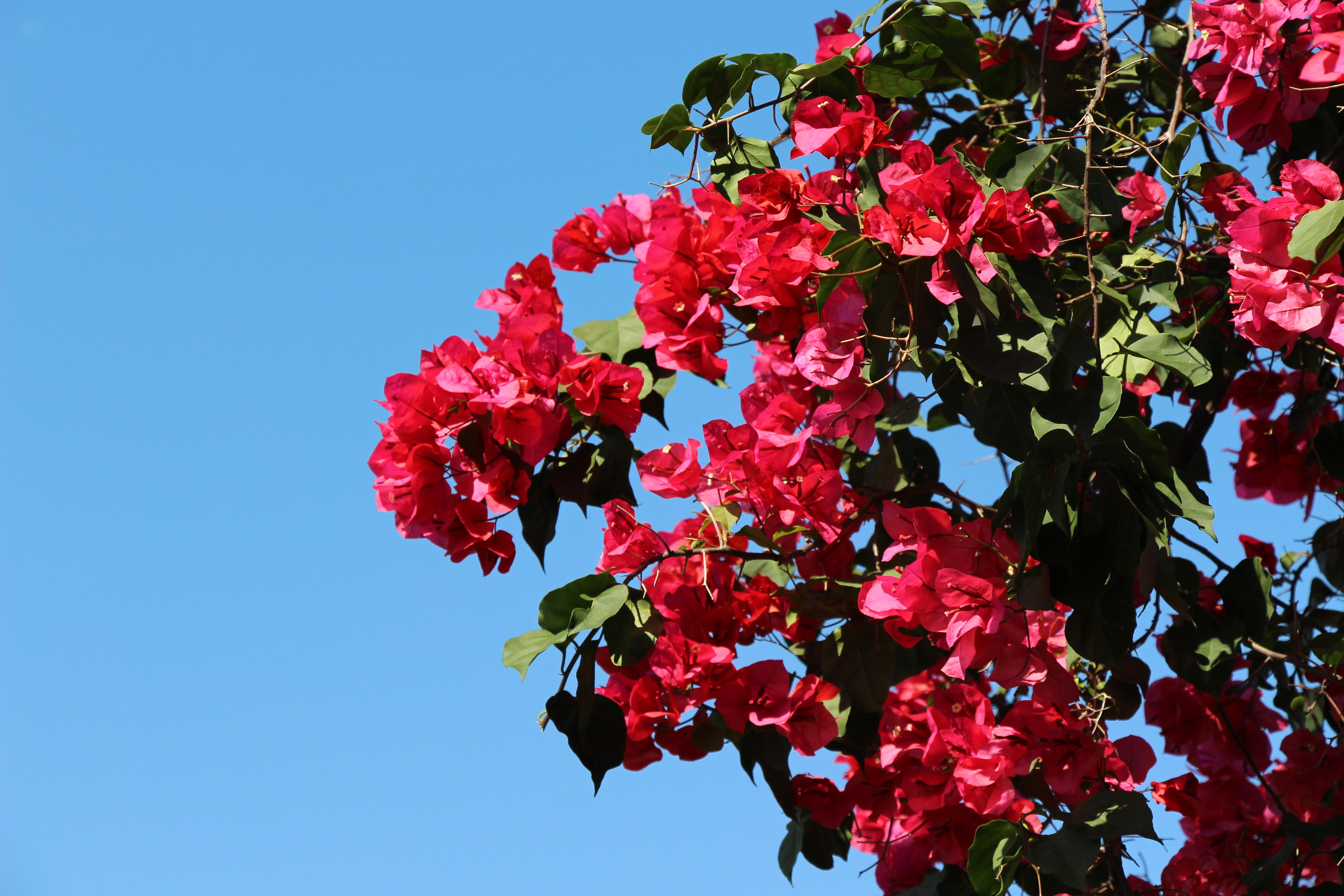 风景 小清新 杜鹃花 蓝天