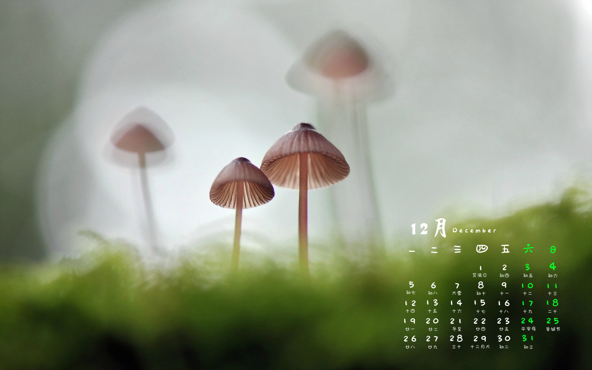 12月 蘑菇 小清新